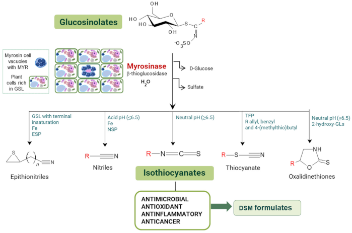 Microorganisms 09 00949 g001 Microorganisms 09 00949 g001