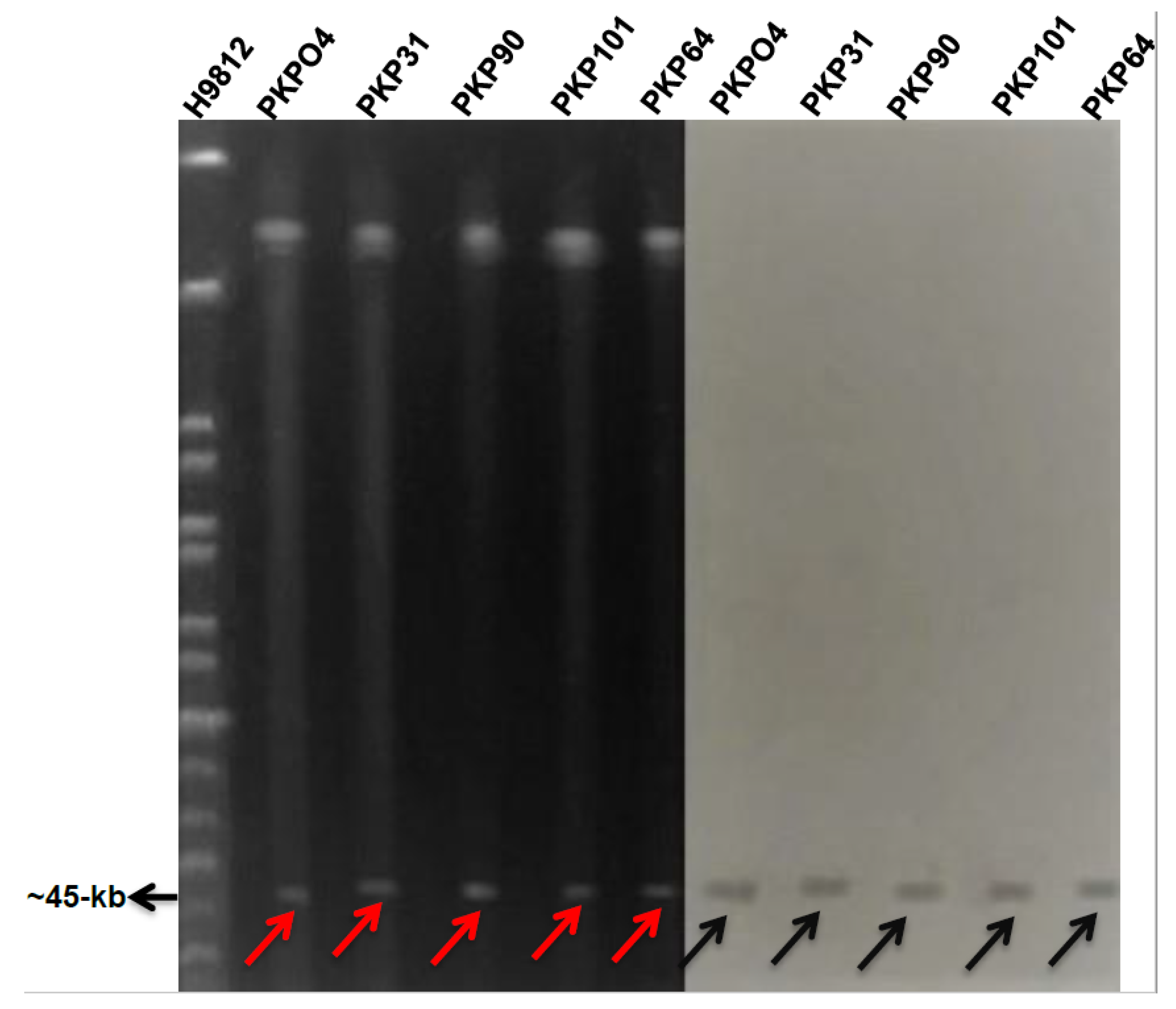 Microorganisms 09 00951 g004