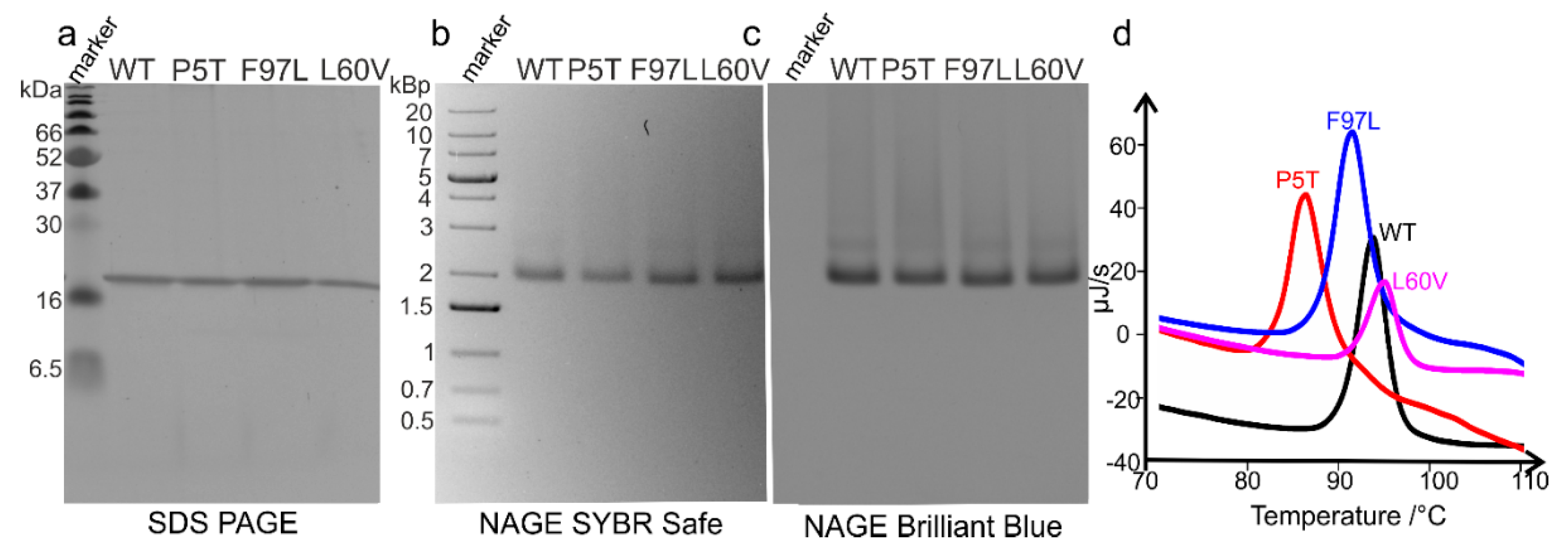 Microorganisms 09 00956 g001