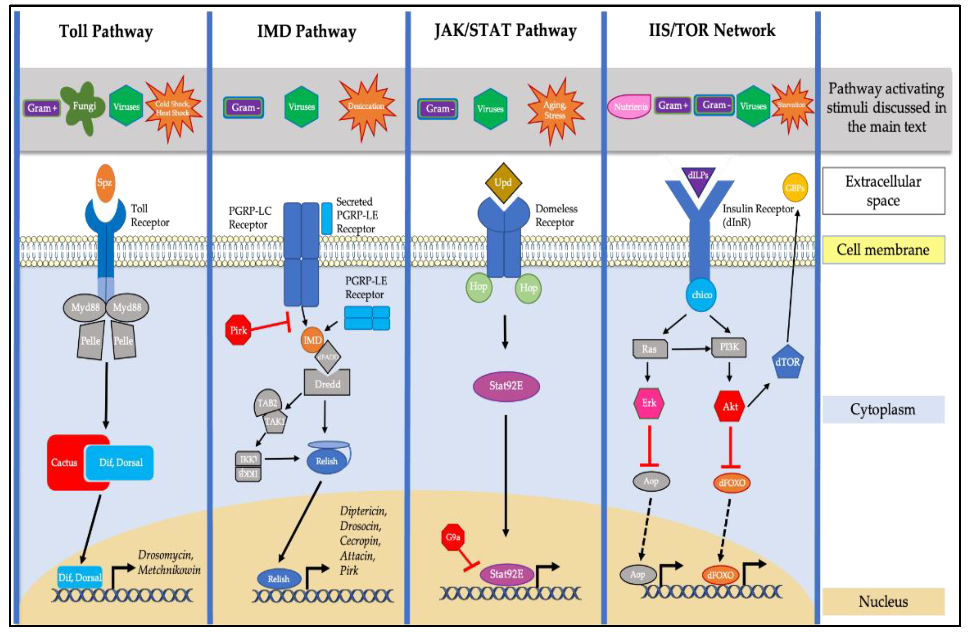 Microorganisms 09 00958 g001