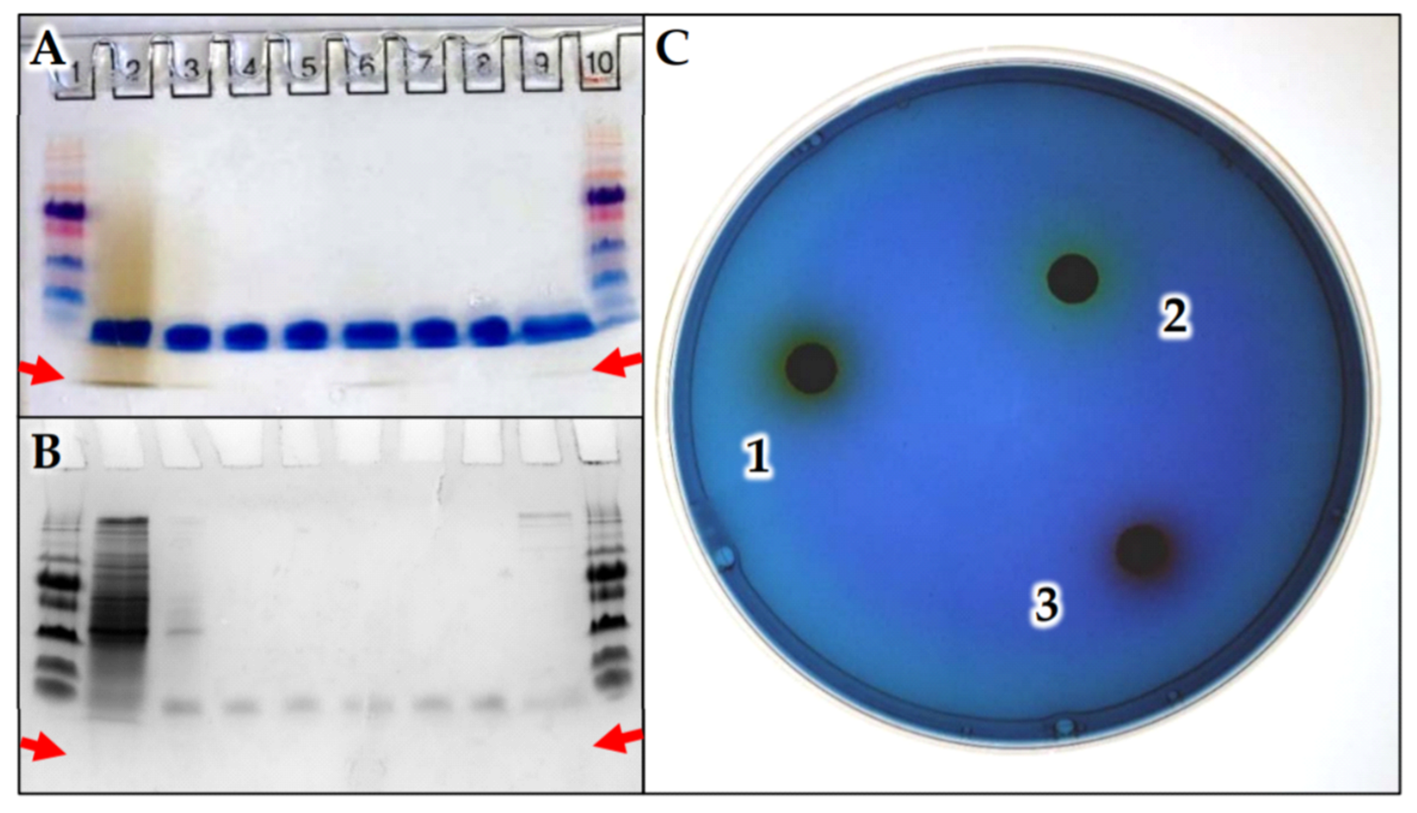 Microorganisms 09 00959 g003
