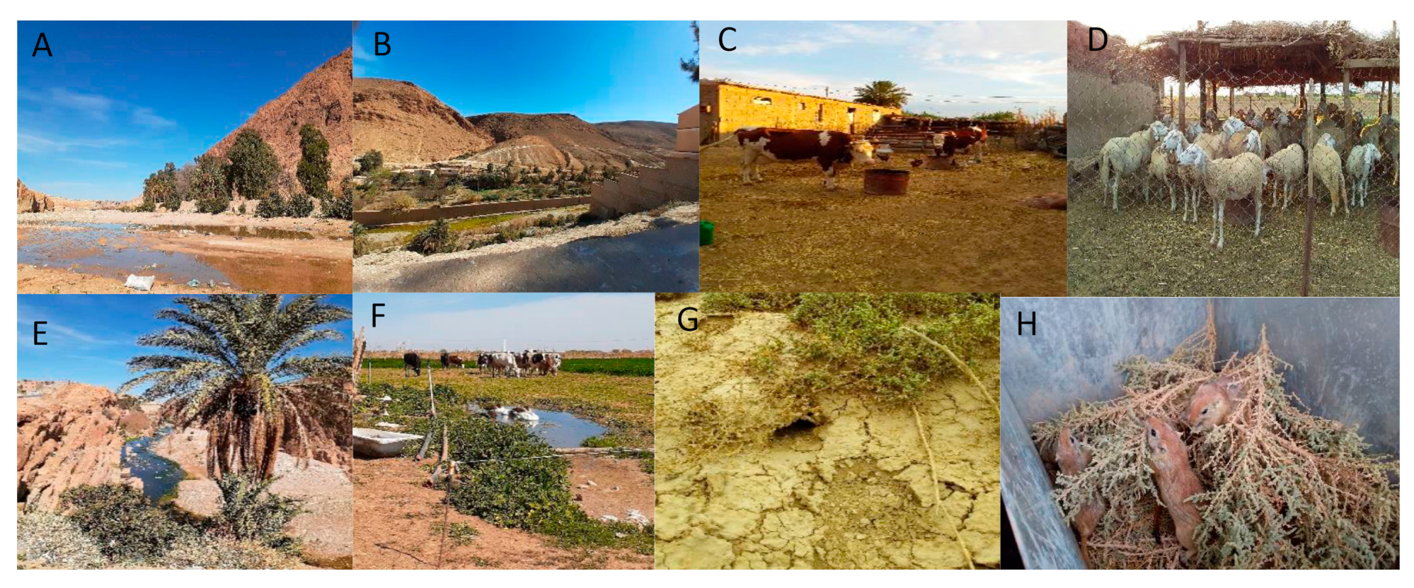 Microorganisms 09 00962 g003