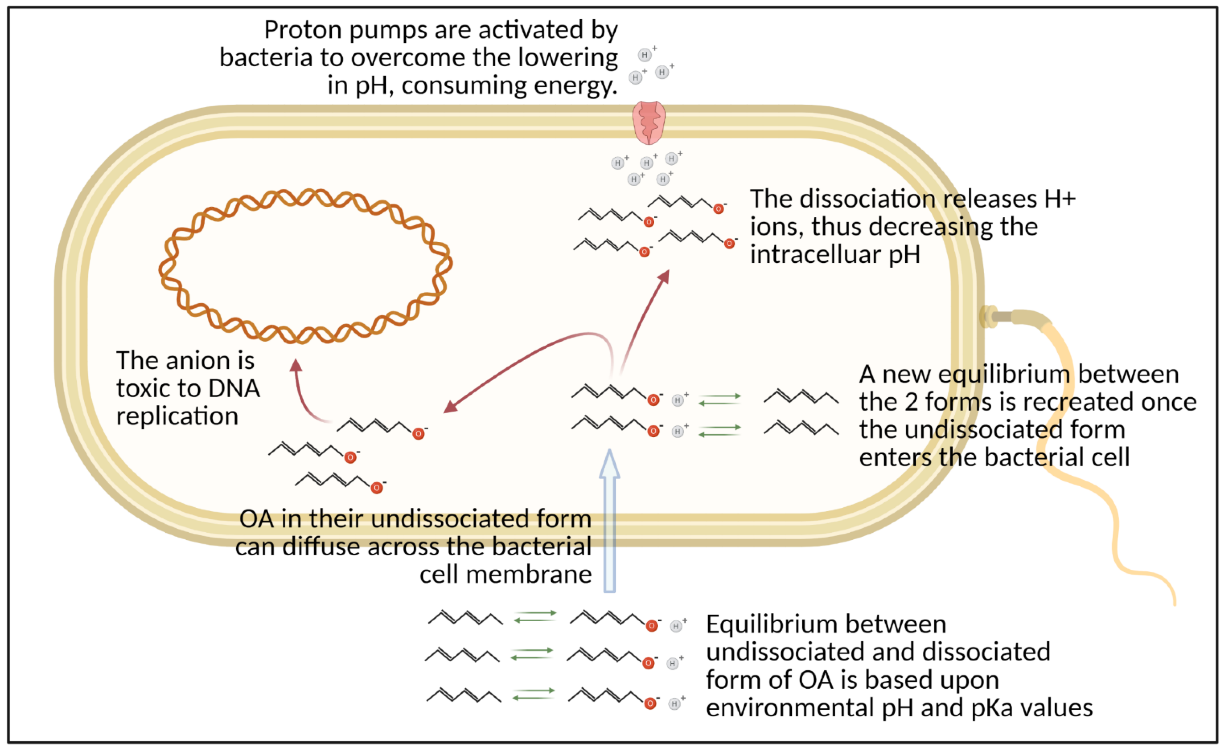 Microorganisms 09 00966 g001 Microorganisms 09 00966 g001