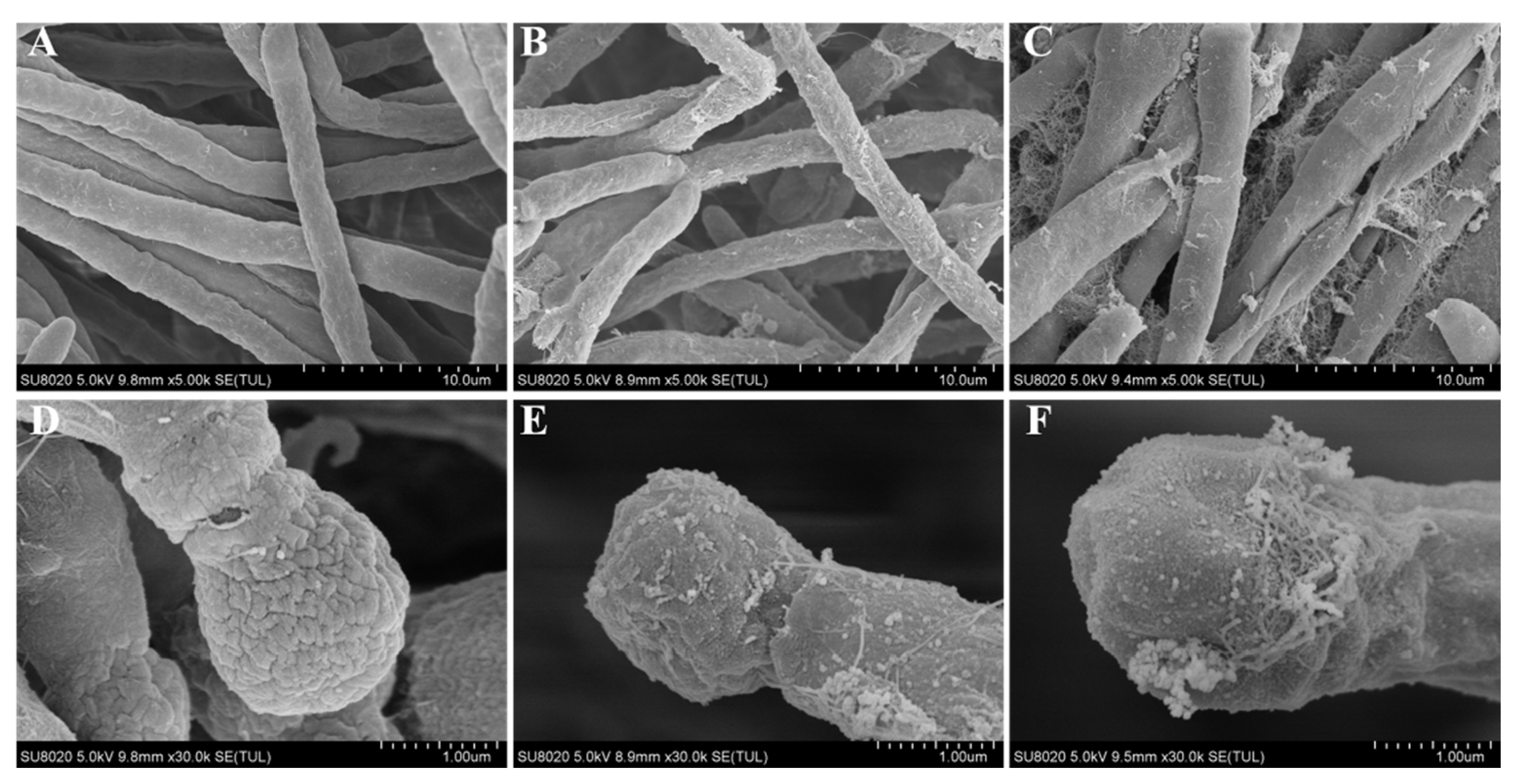 Microorganisms 09 00969 g004 Microorganisms 09 00969 g004