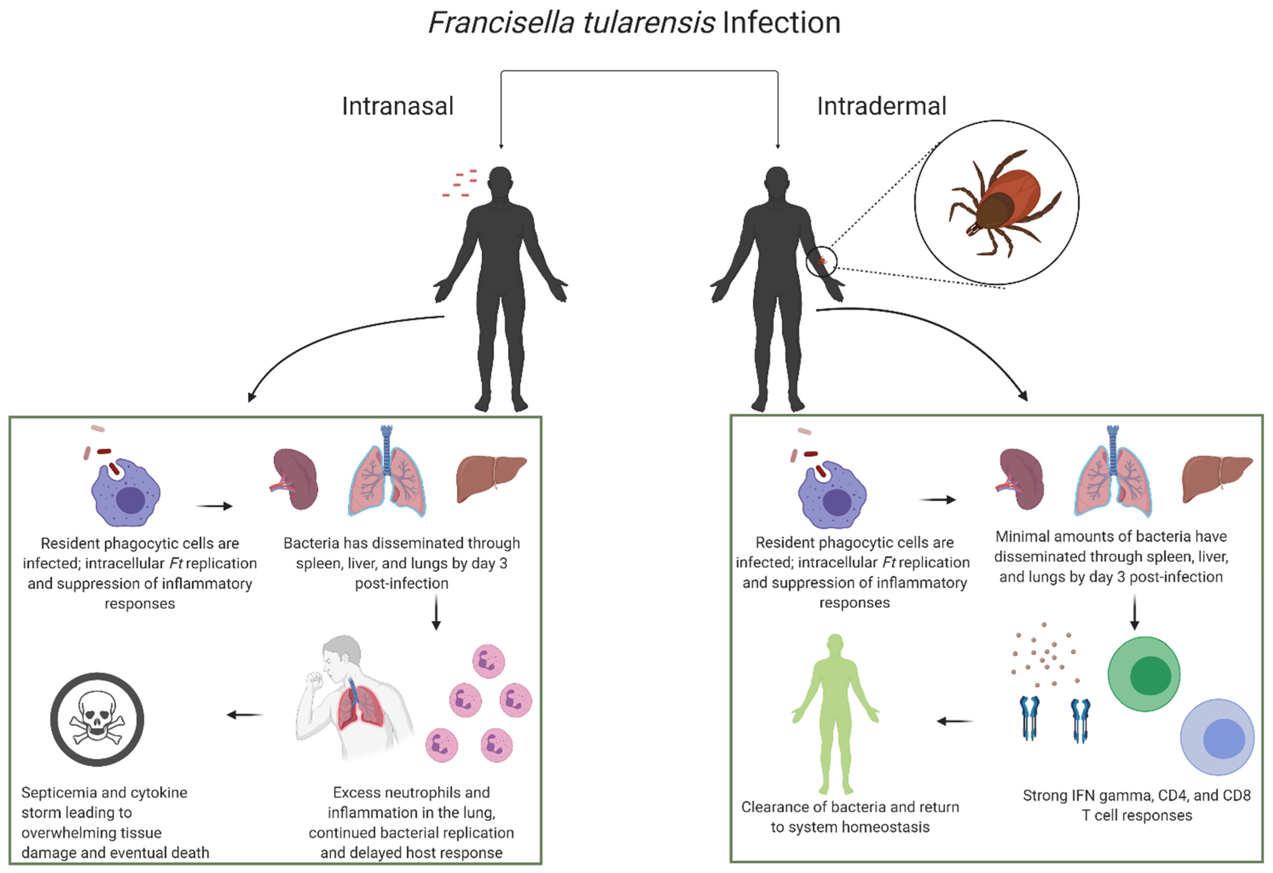 Microorganisms Free Full Text Differential Immune Response Following Intranasal And Intradermal Infection With Francisella Tularensis Implications For Vaccine Development Html