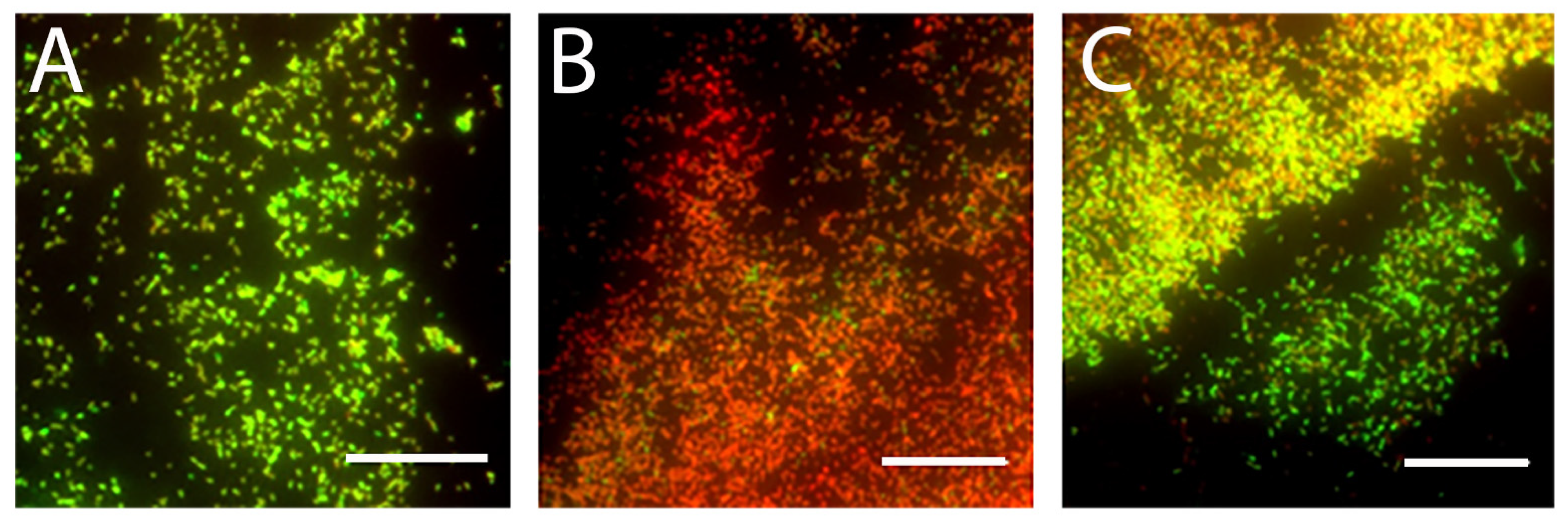Microorganisms 09 00976 g001 Microorganisms 09 00976 g001