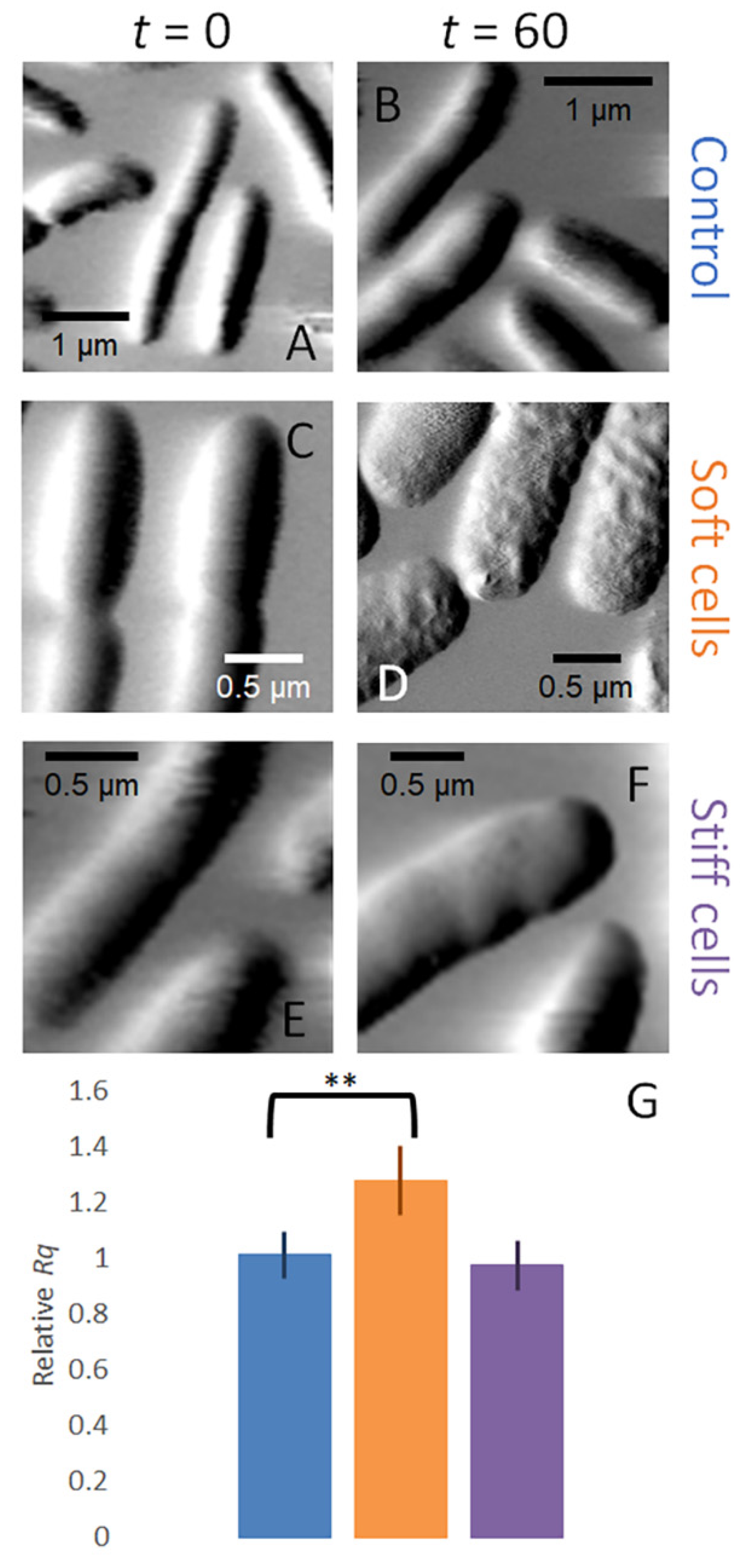 Microorganisms 09 00976 g003 Microorganisms 09 00976 g003
