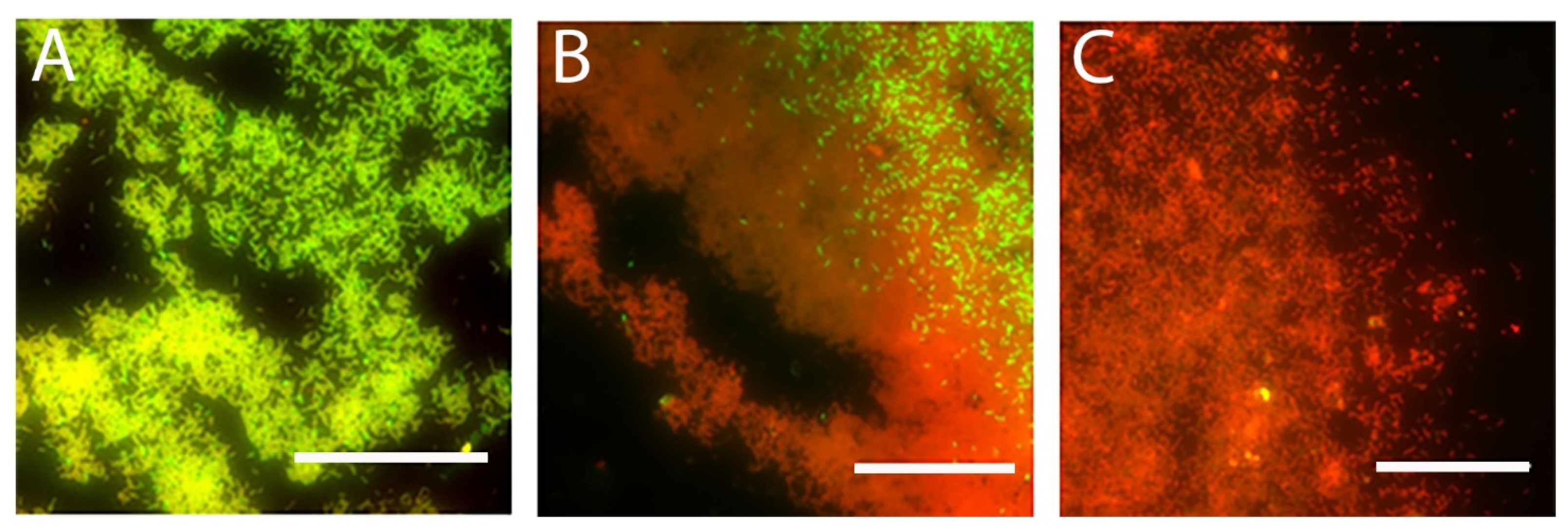 Microorganisms 09 00976 g007 Microorganisms 09 00976 g007
