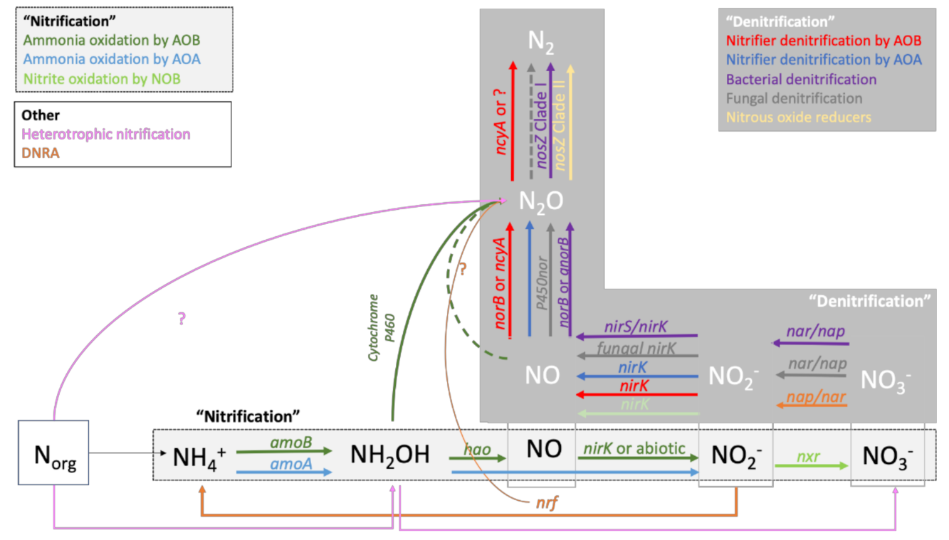 Microorganisms 09 00983 g001