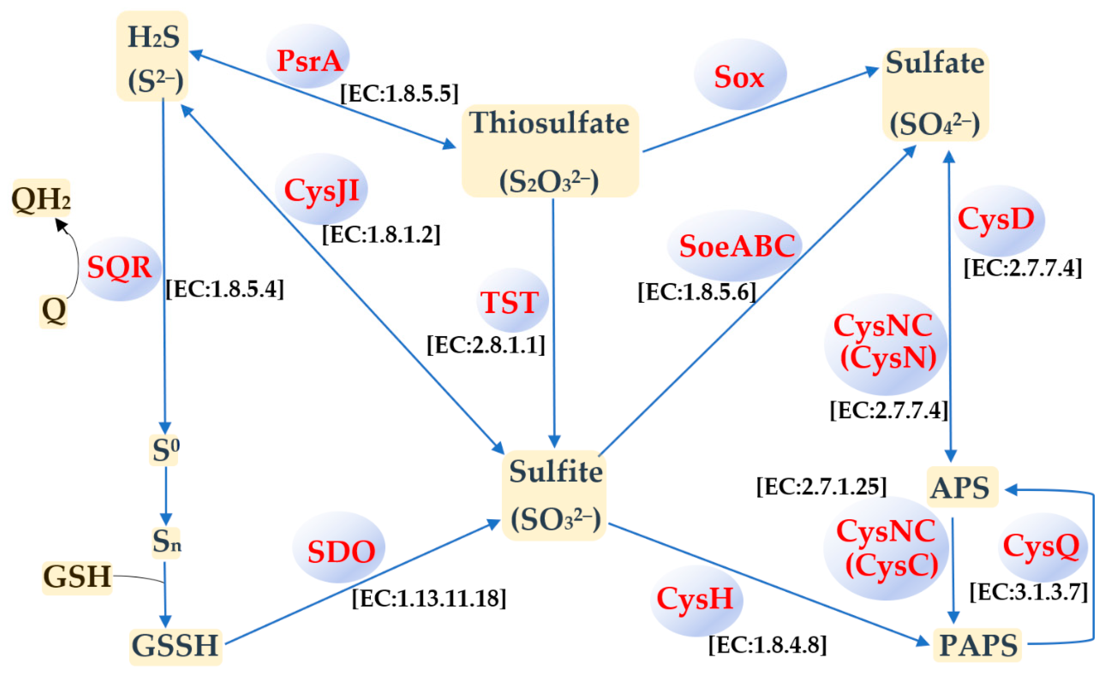 Microorganisms 09 00984 g006