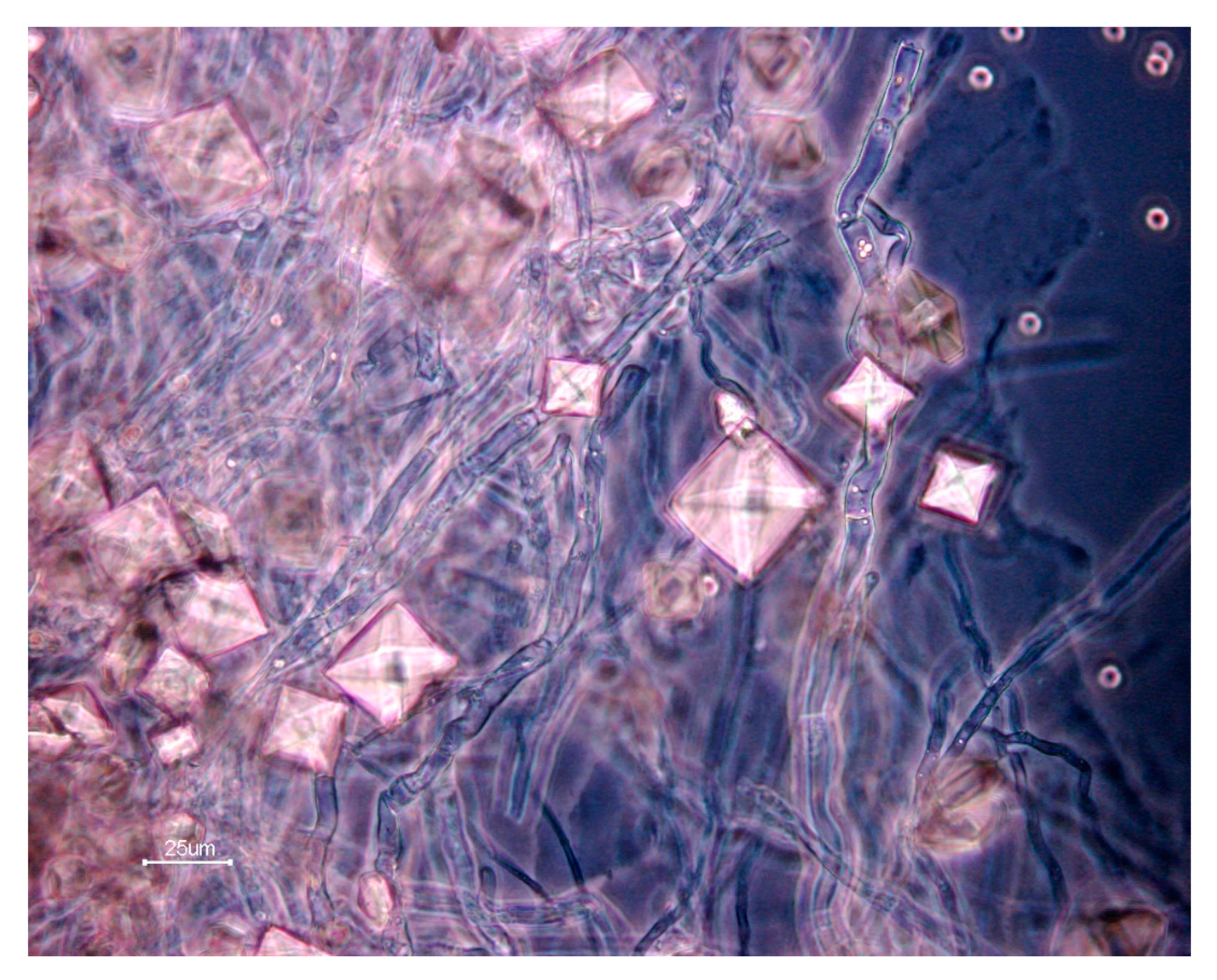 Microorganisms 09 00985 g003 Microorganisms 09 00985 g003