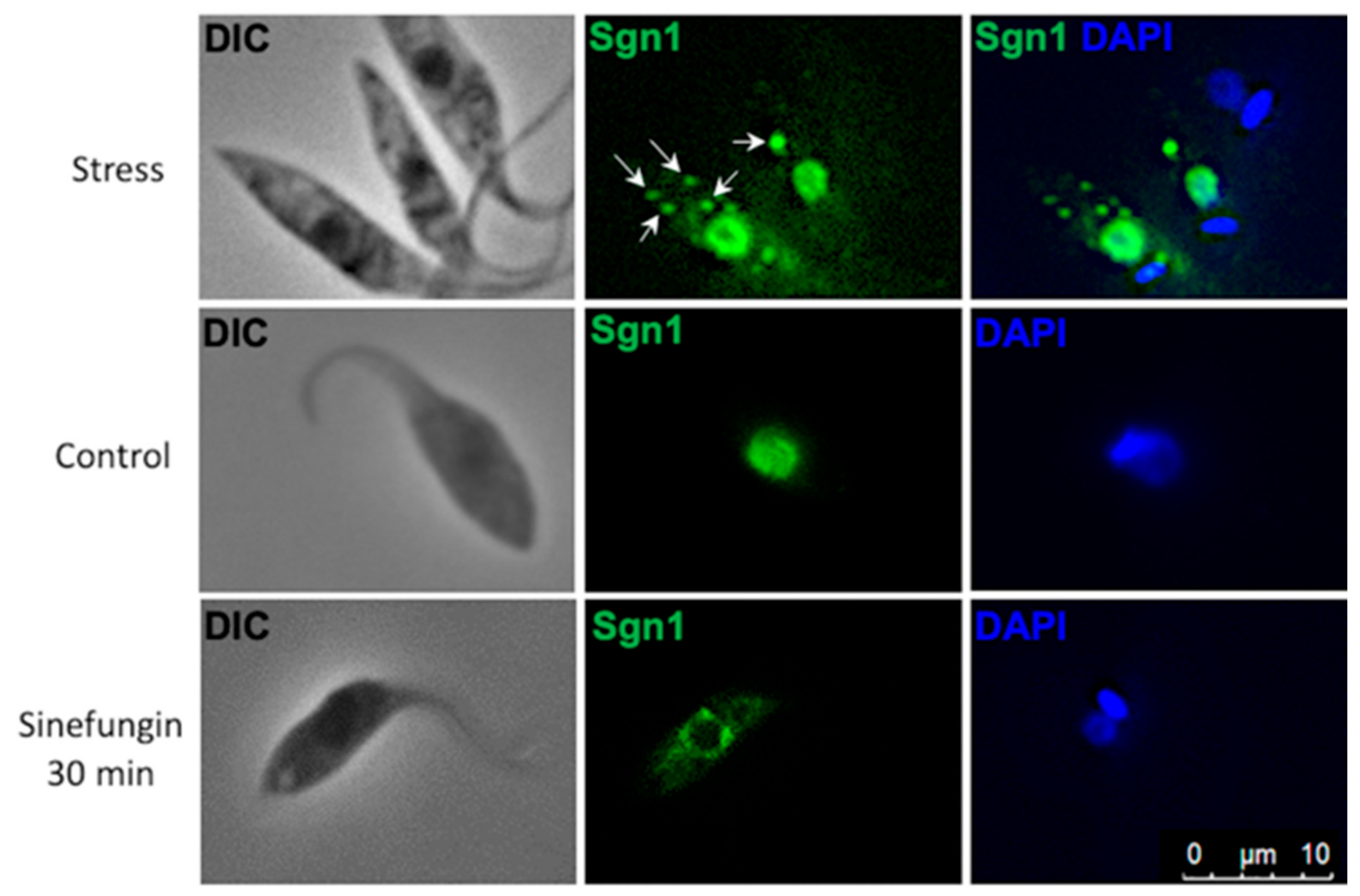 Microorganisms 09 00986 g003 Microorganisms 09 00986 g003