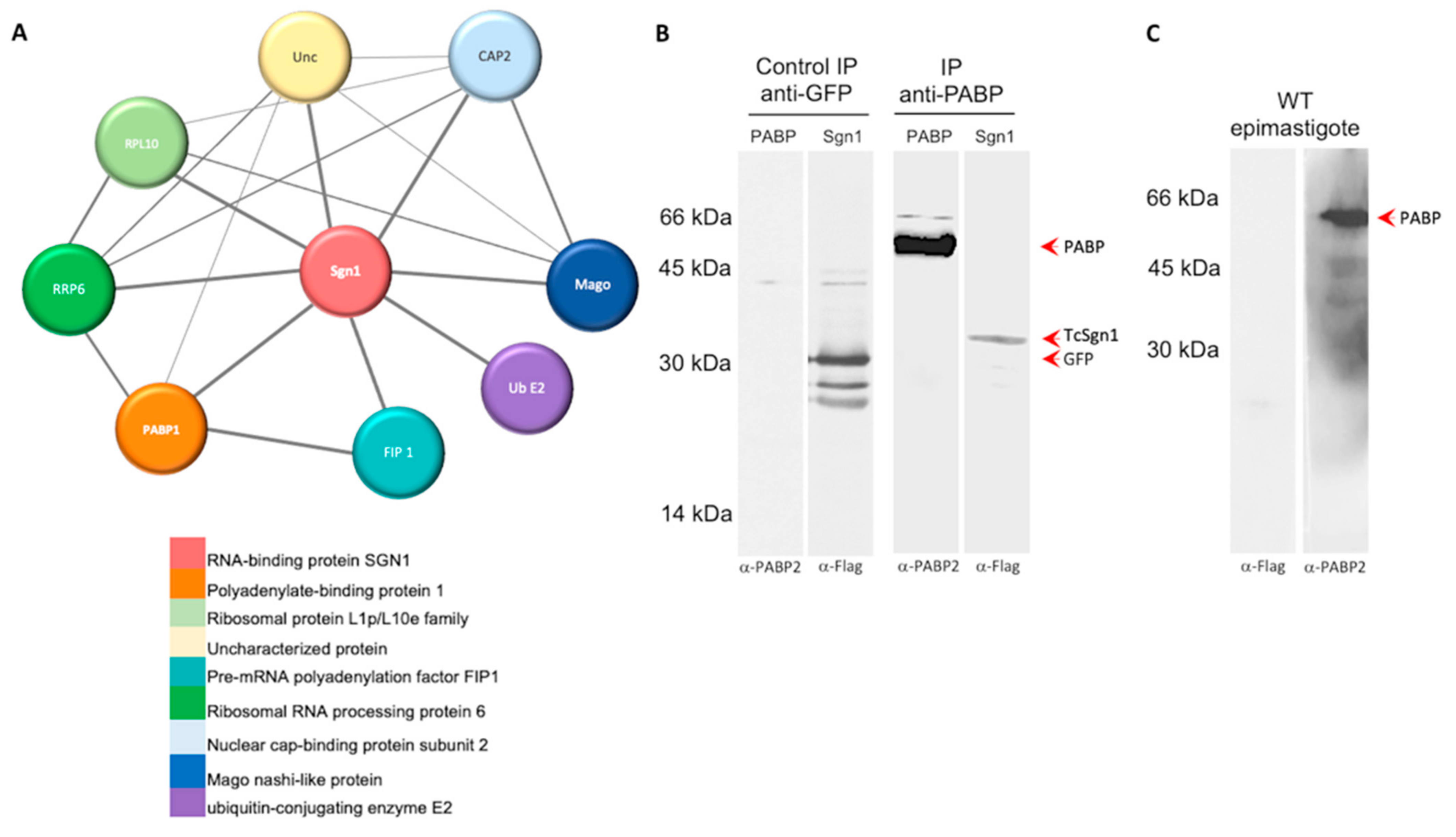 Microorganisms 09 00986 g006 Microorganisms 09 00986 g006