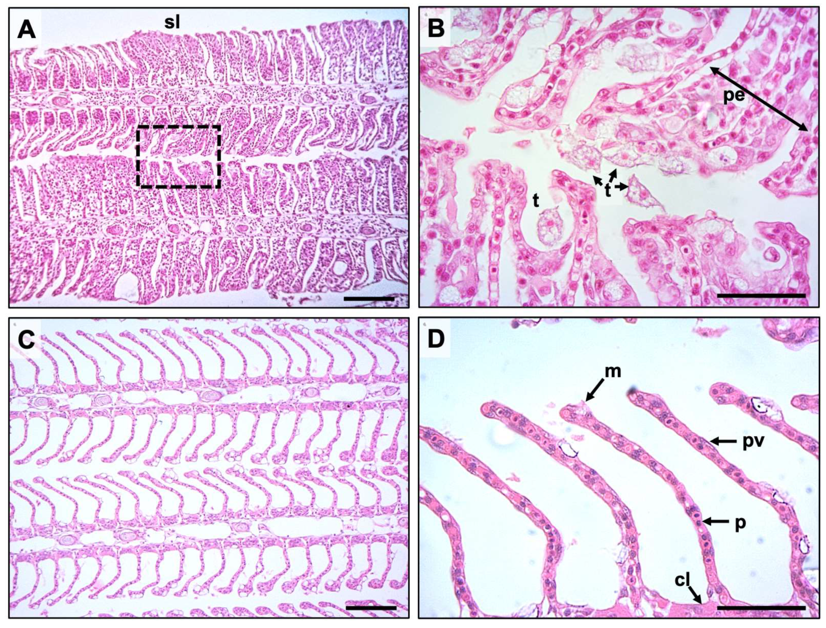 Microorganisms 09 00987 g003