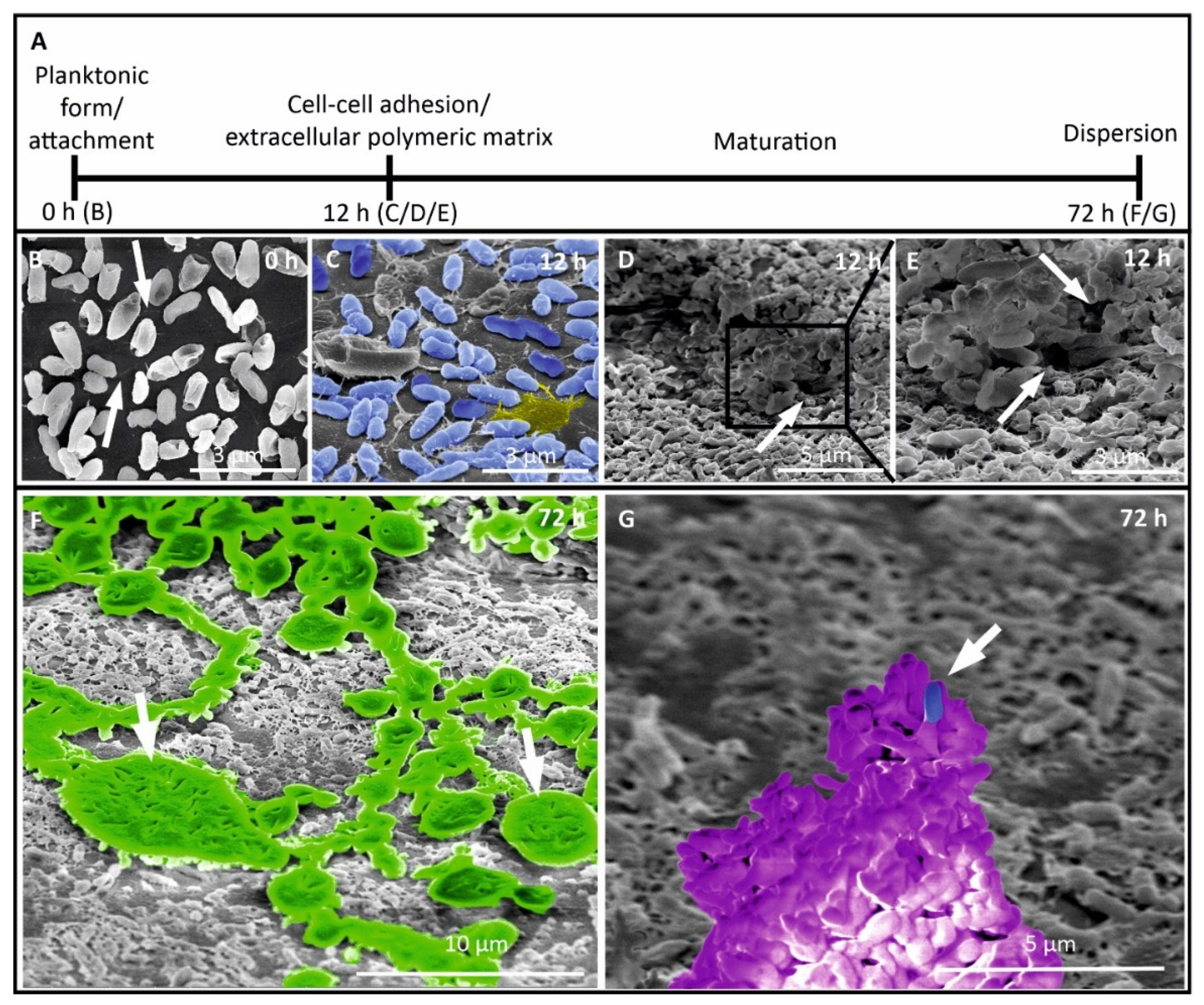 Microorganisms 09 00992 g003