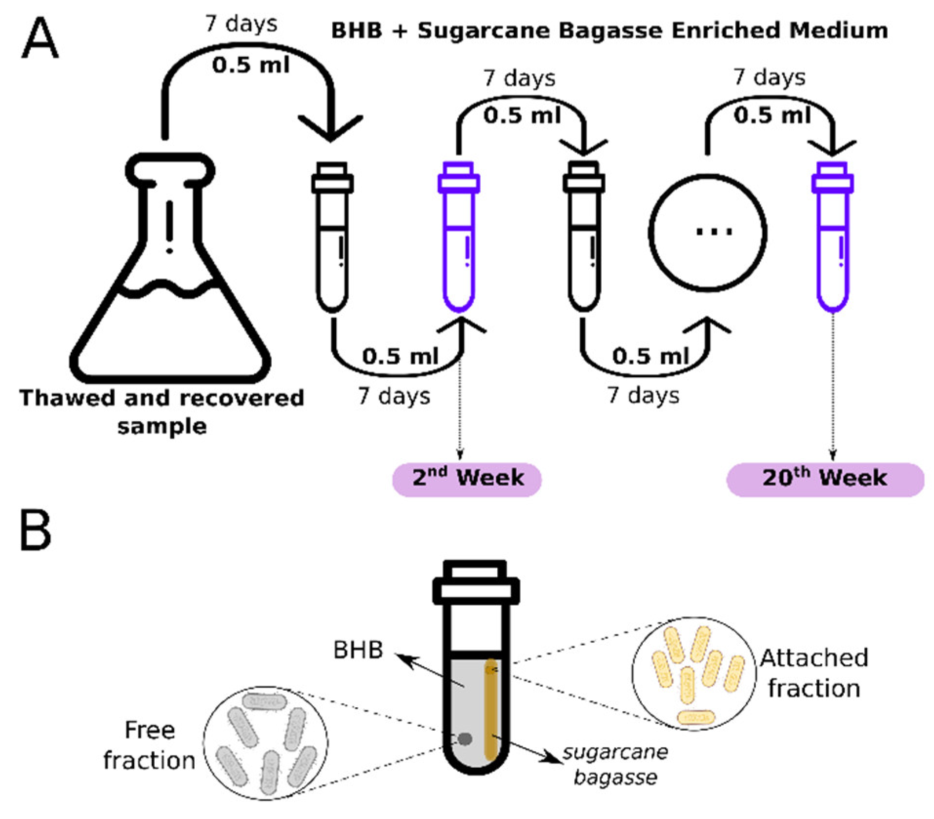 Microorganisms 09 00995 g001 Microorganisms 09 00995 g001