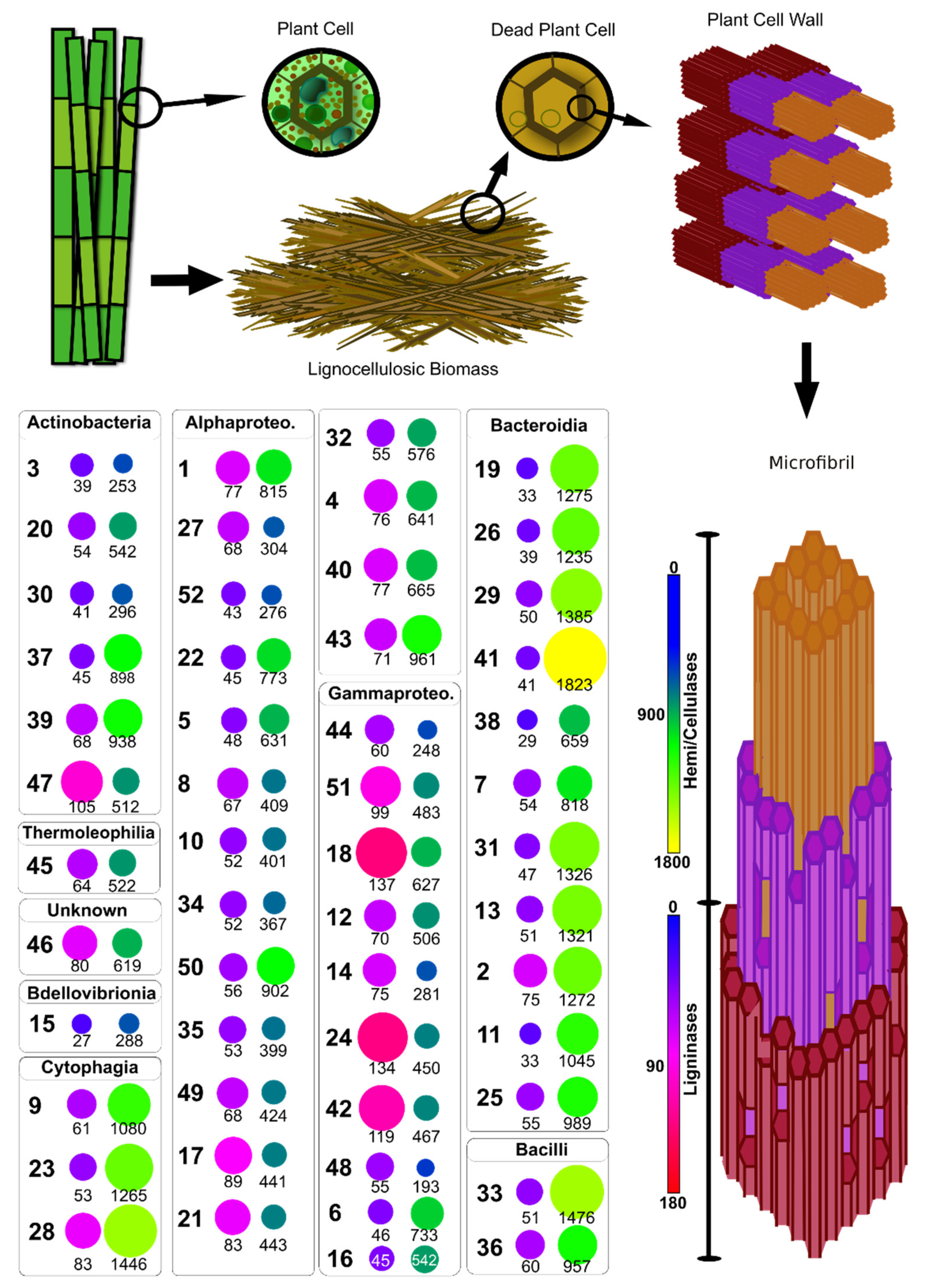Microorganisms 09 00995 g010 Microorganisms 09 00995 g010