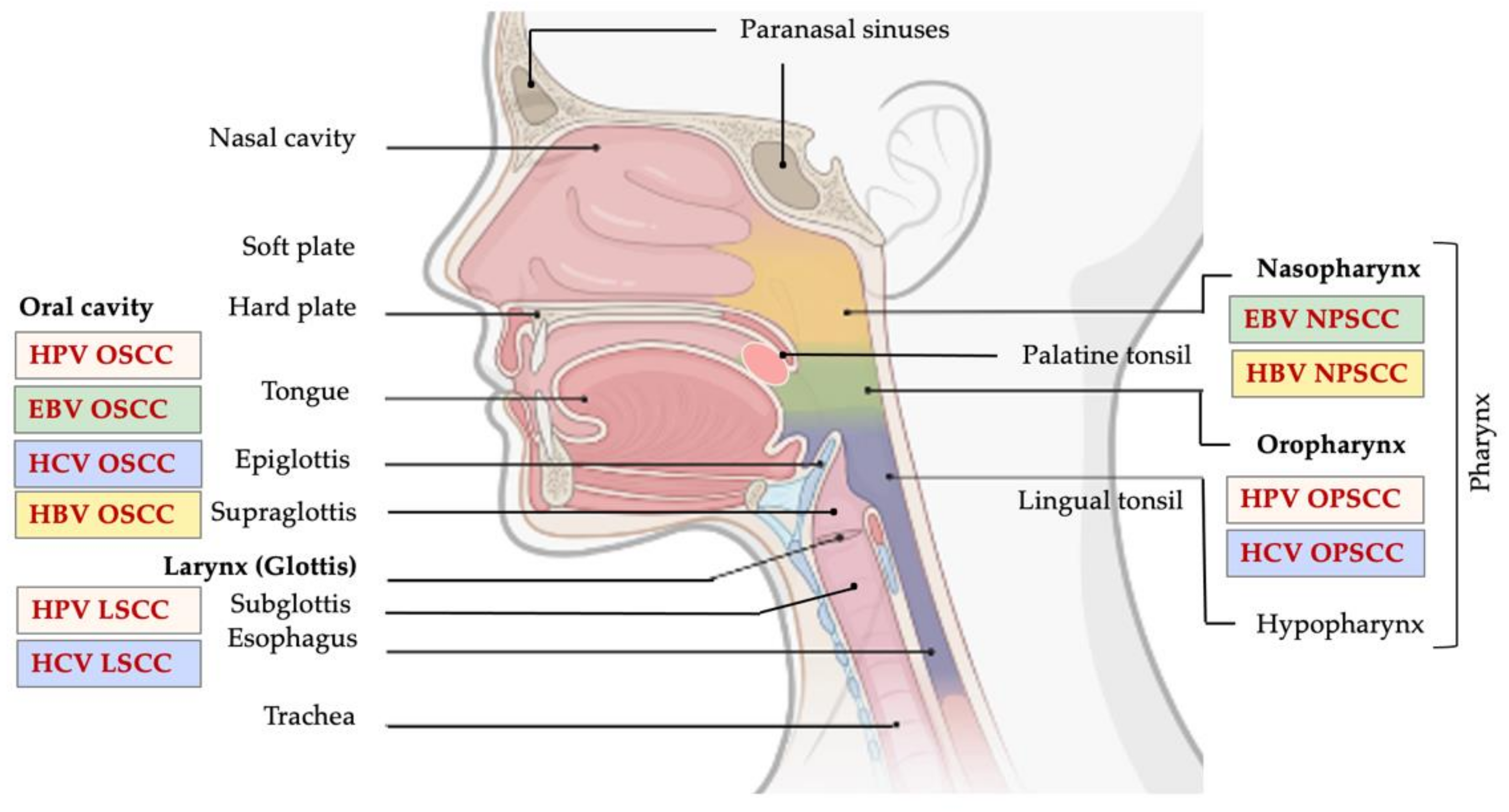 Microorganisms 09 01001 g001 Microorganisms 09 01001 g001