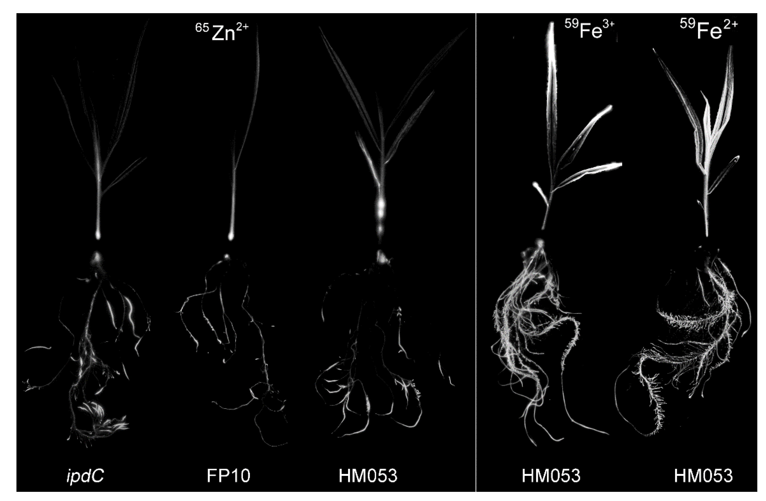 Microorganisms 09 01002 g005