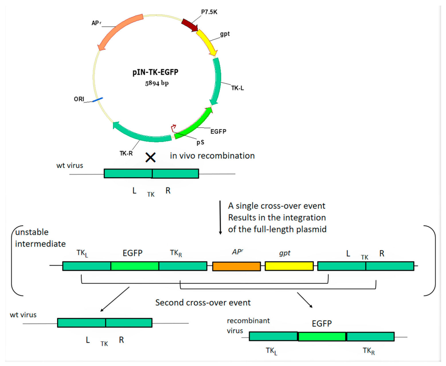 Microorganisms 09 01005 g002 Microorganisms 09 01005 g002