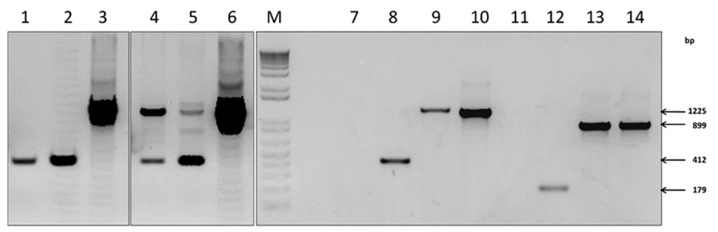 Microorganisms 09 01005 g003 Microorganisms 09 01005 g003