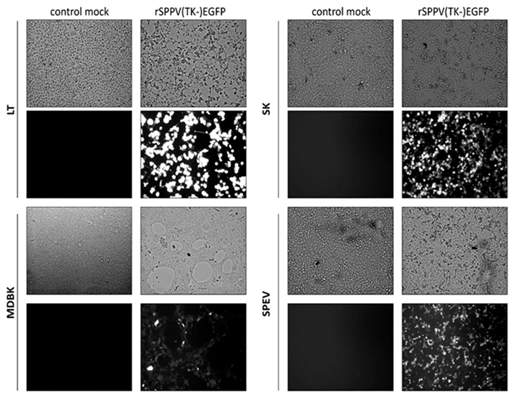 Microorganisms 09 01005 g006 Microorganisms 09 01005 g006