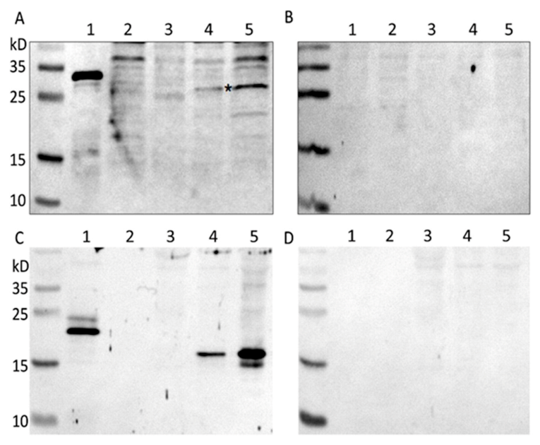 Microorganisms 09 01005 g007 Microorganisms 09 01005 g007