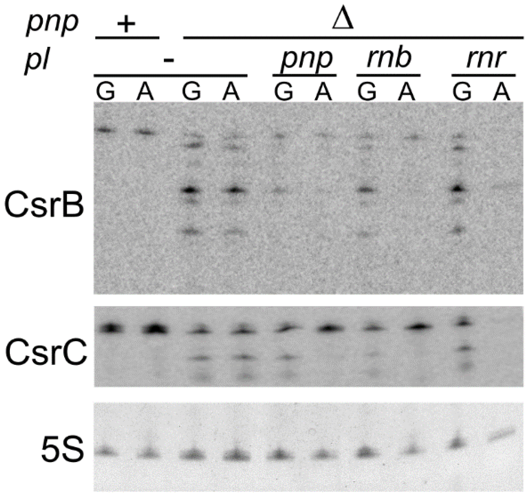Microorganisms 09 01010 g006 Microorganisms 09 01010 g006