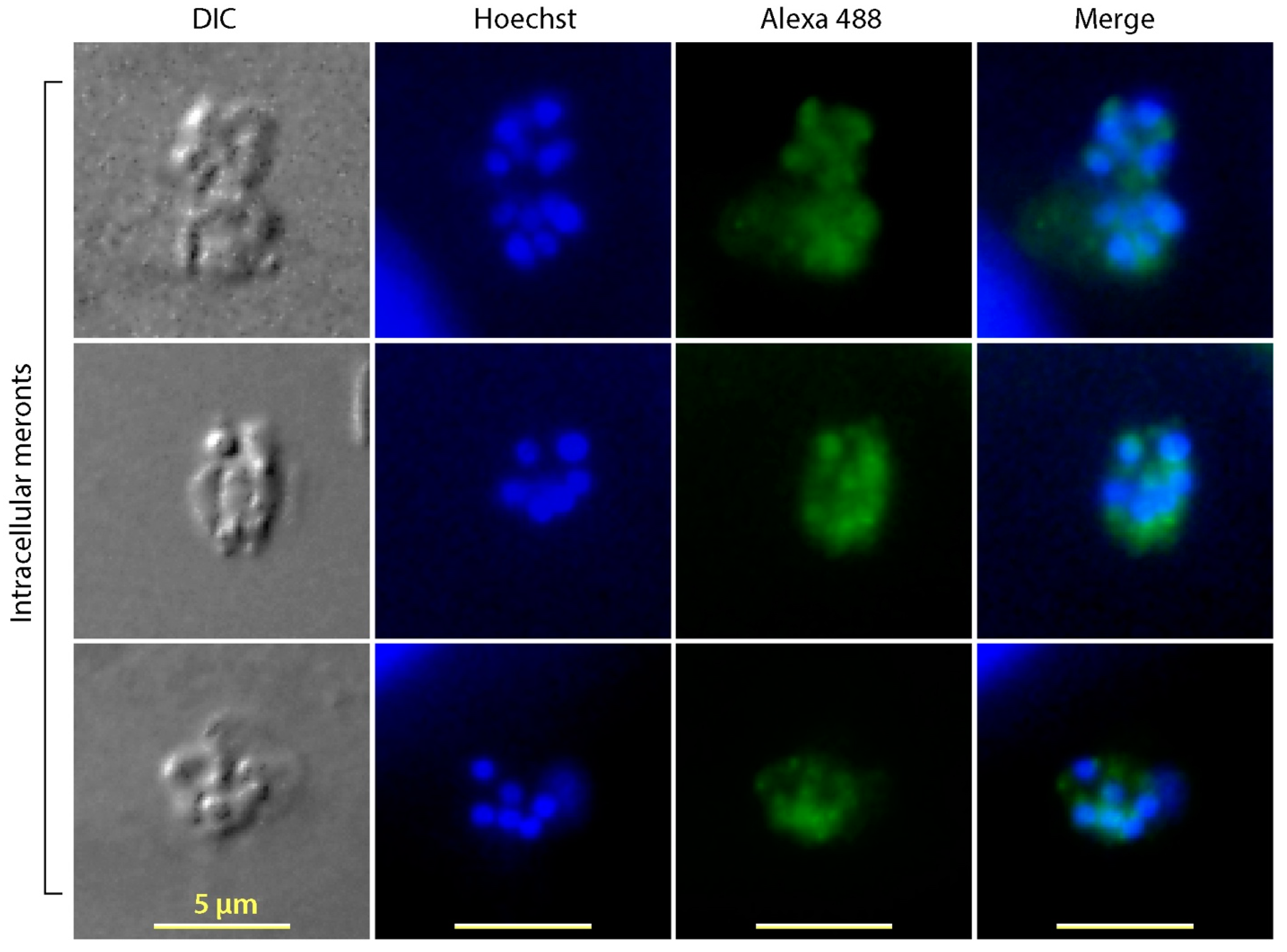 Microorganisms 09 01015 g004 Microorganisms 09 01015 g004