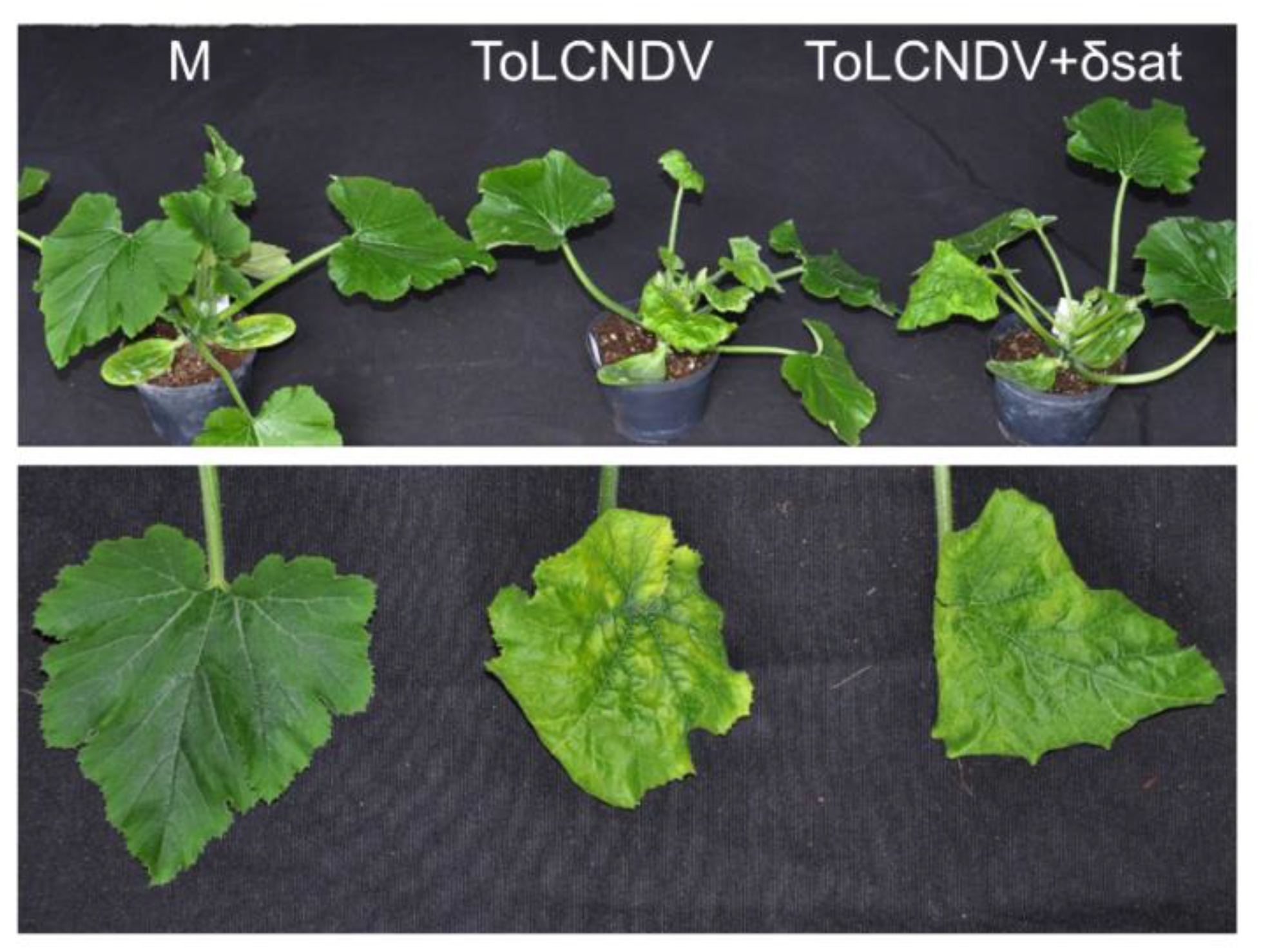 Microorganisms 09 01018 g006 Microorganisms 09 01018 g006