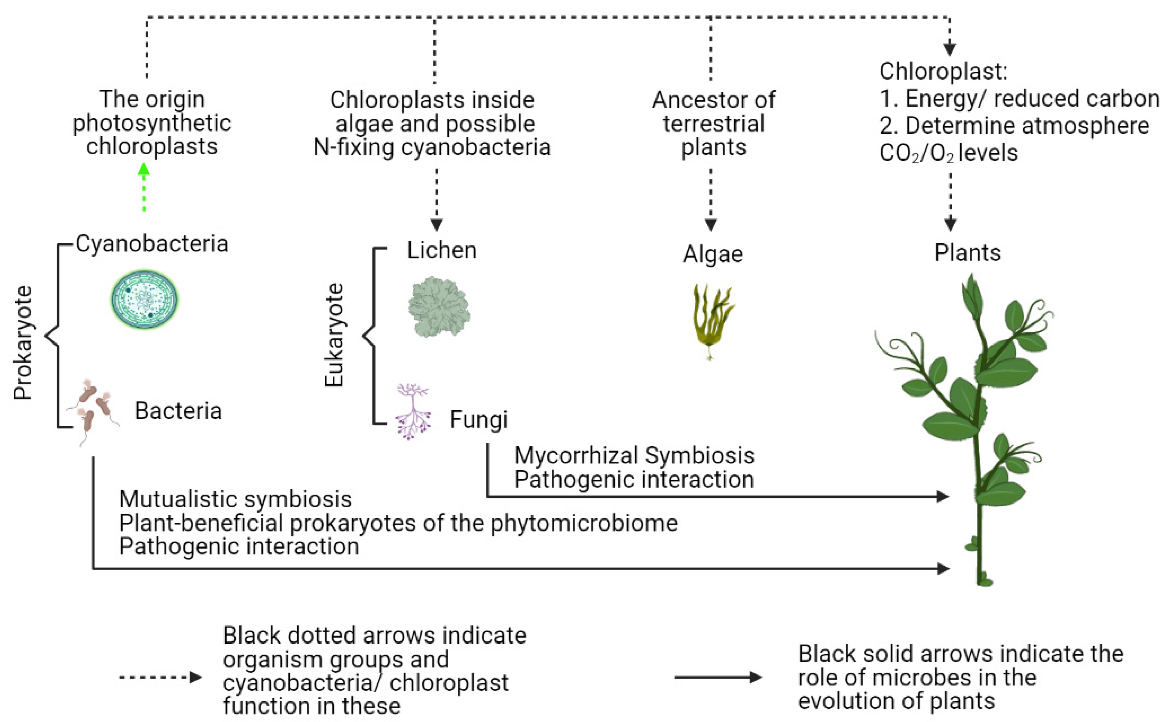 Microorganisms | Free Full-Text | The Coevolution of Plants and Microbes  Underpins Sustainable Agriculture