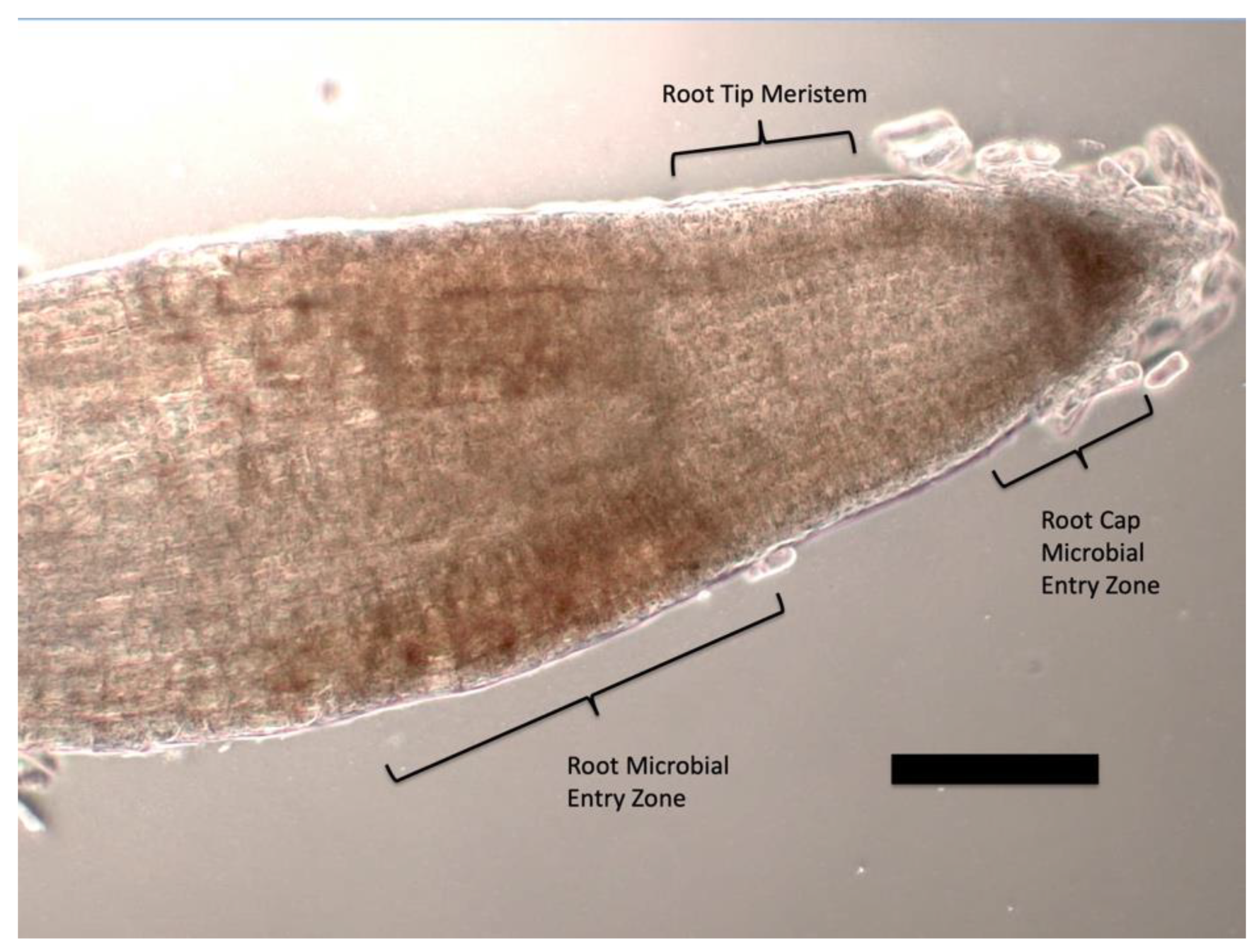 Microorganisms | Free Full-Text | Chemical Interactions at the Interface of Plant Root Hair Cells and Intracellular Bacteria Microorganisms | Free Full-Text | Chemical Interactions at the Interface of Plant Root Hair Cells and Intracellular Bacteria