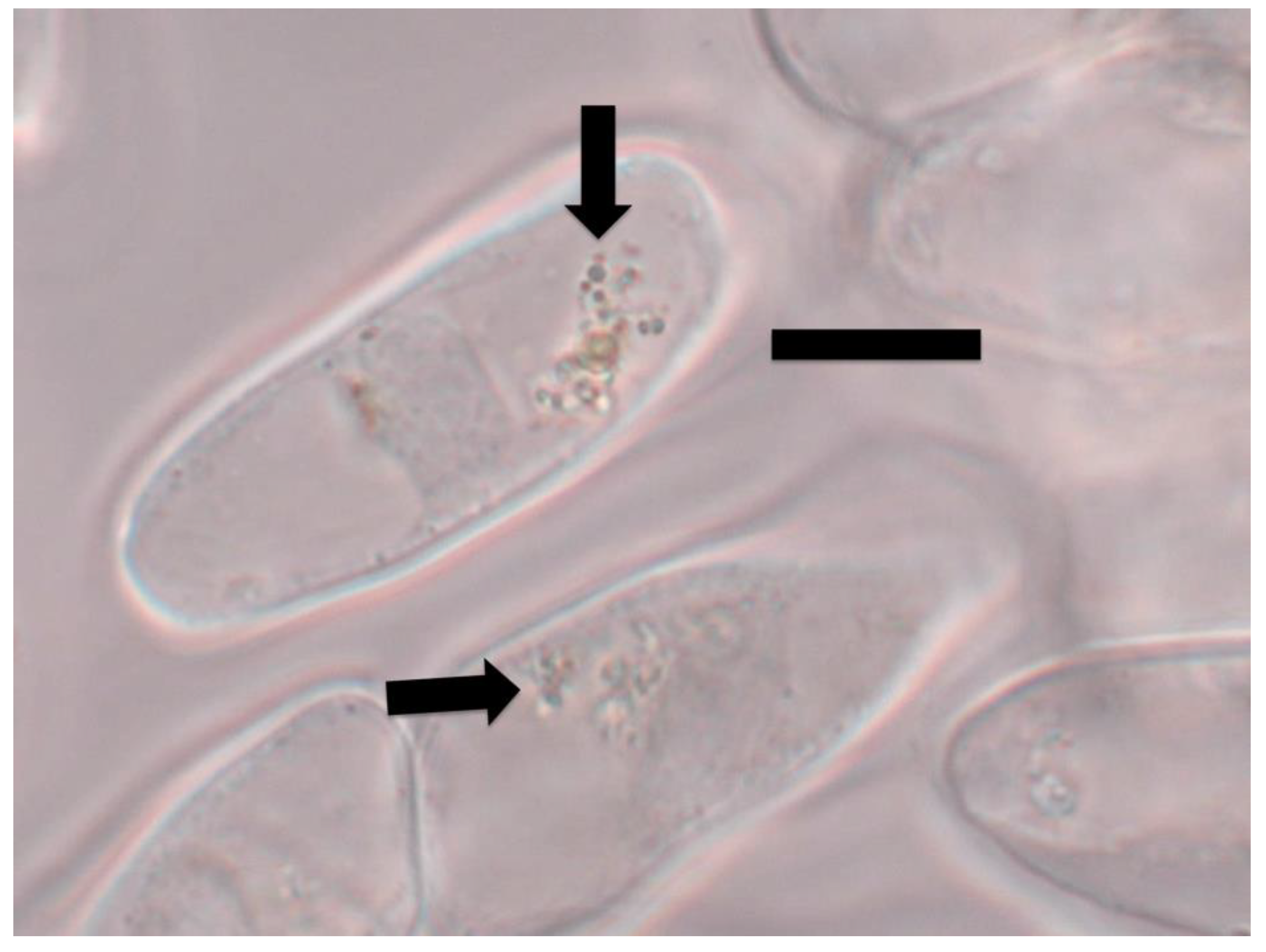 Microorganisms 09 01041 g002