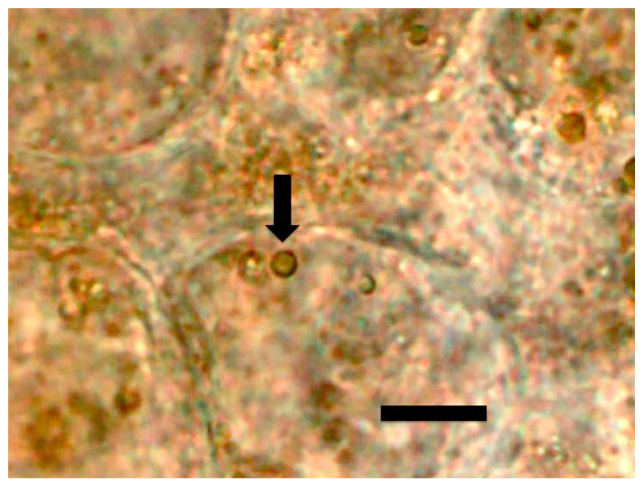 Microorganisms 09 01041 g003