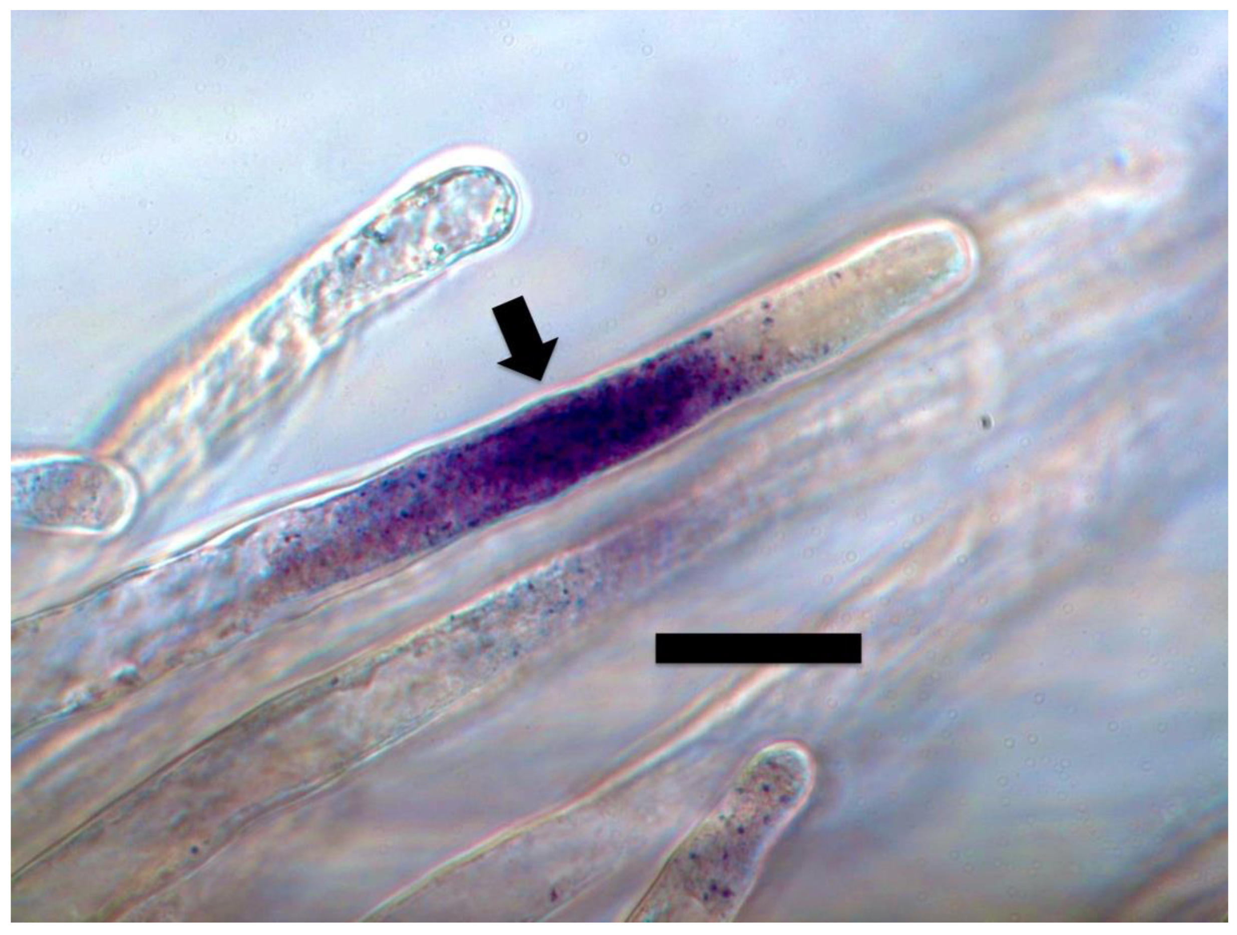 Microorganisms 09 01041 g006