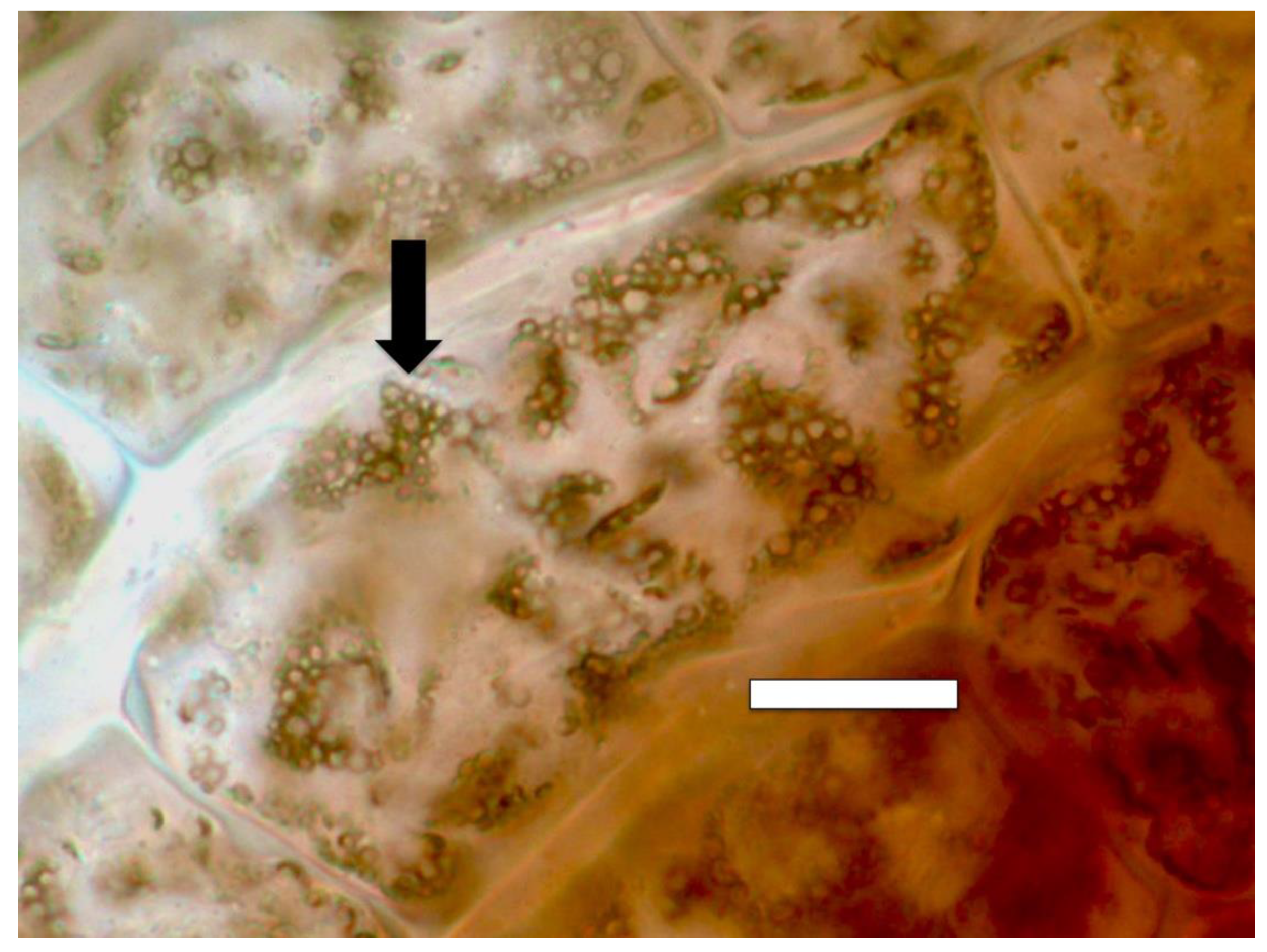 Microorganisms 09 01041 g007