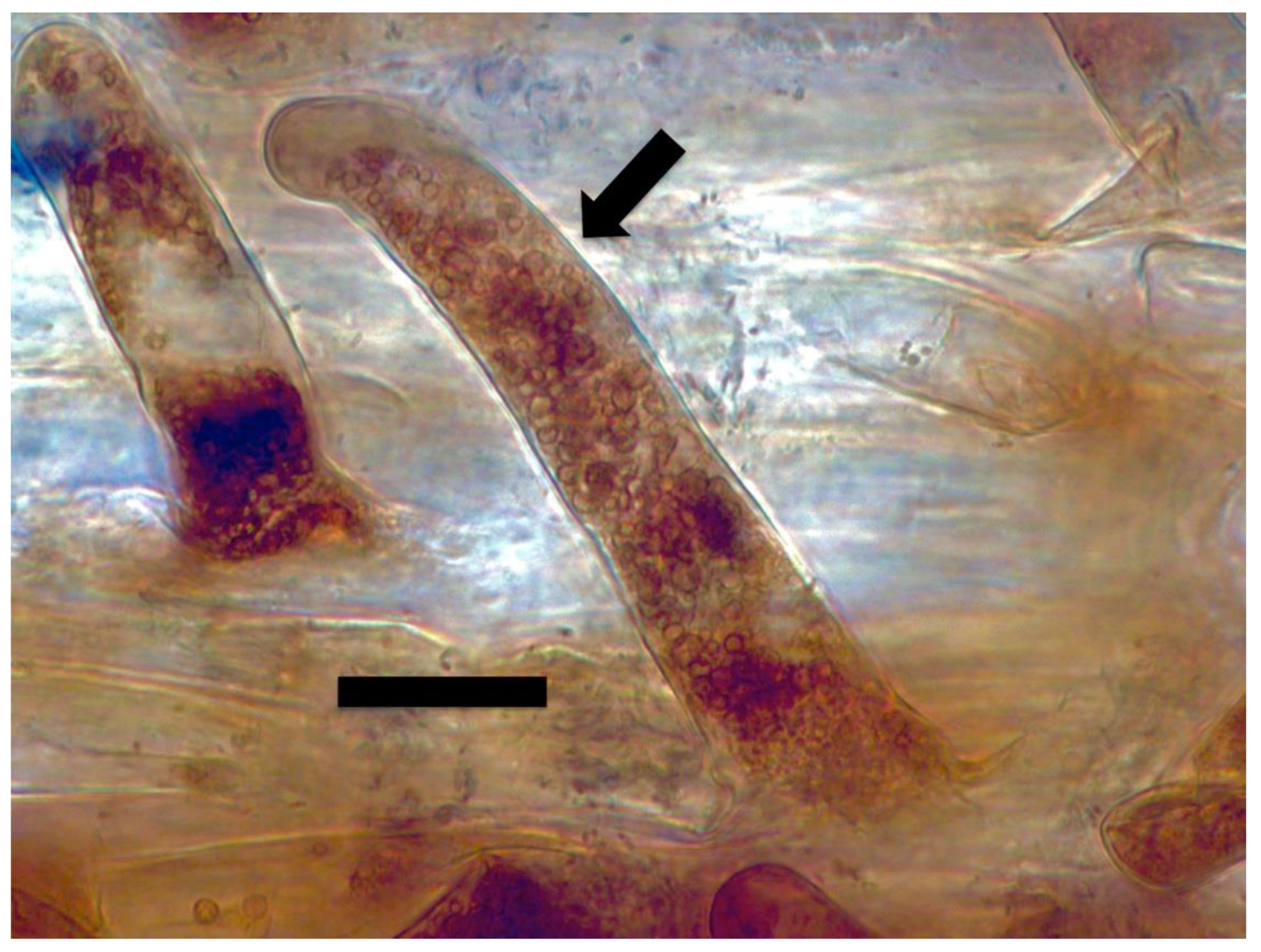 Microorganisms 09 01041 g008