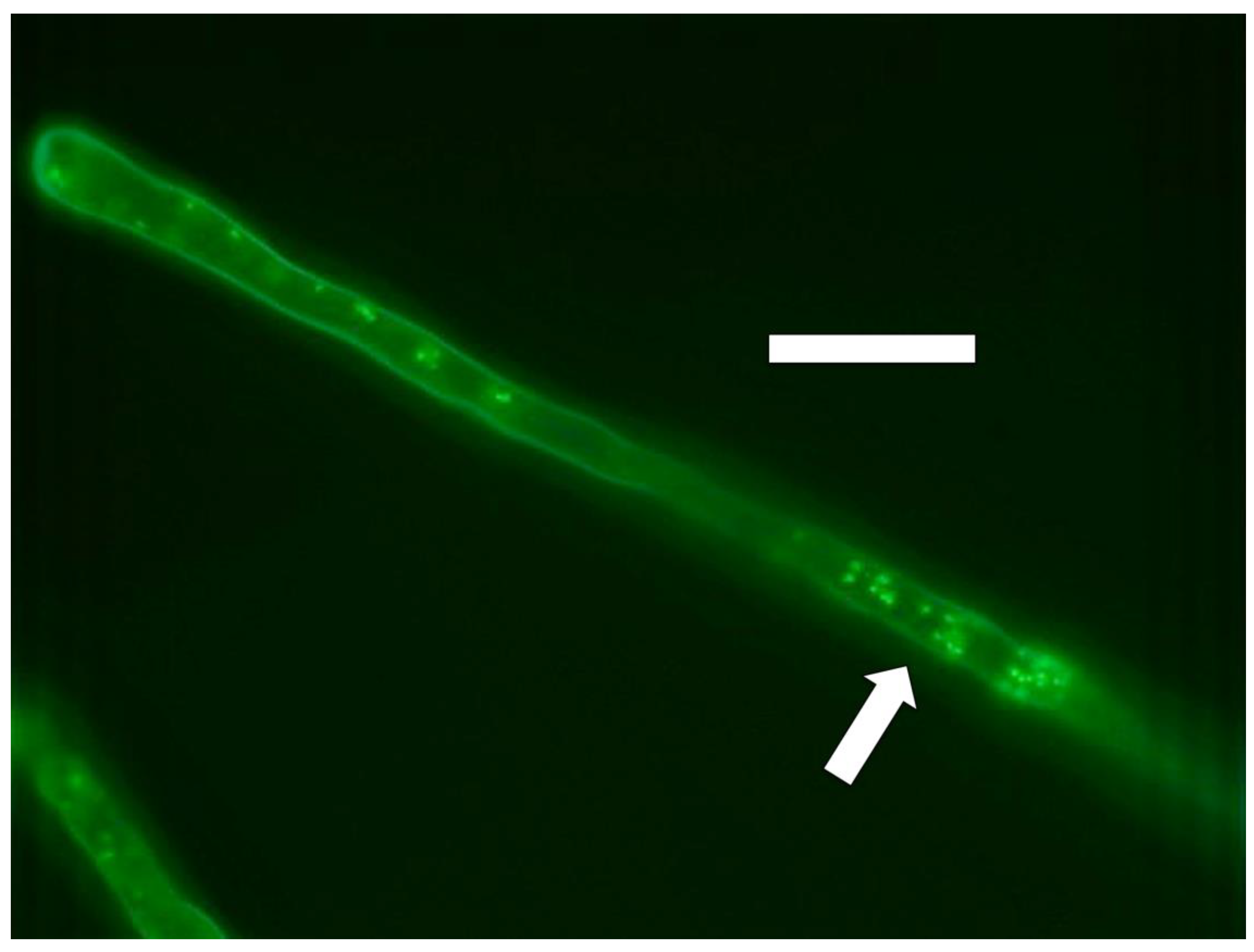 Microorganisms 09 01041 g009