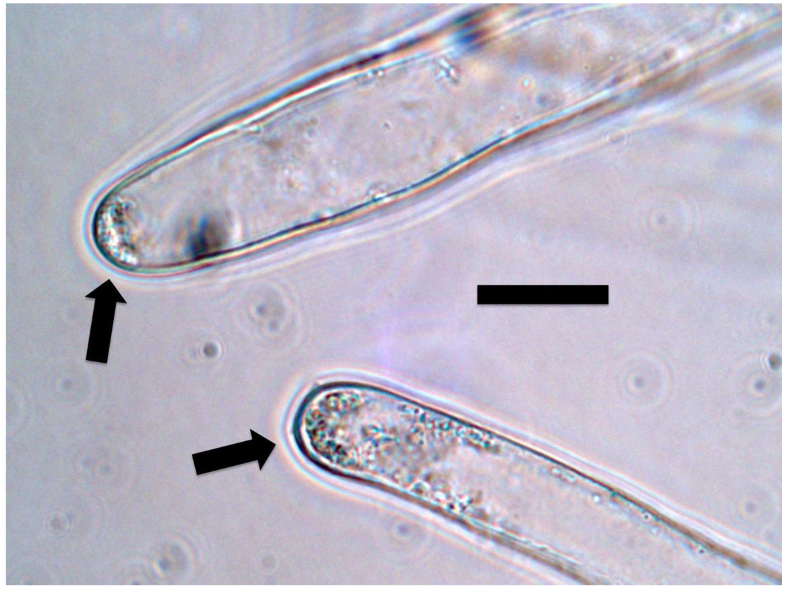 Microorganisms 09 01041 g012