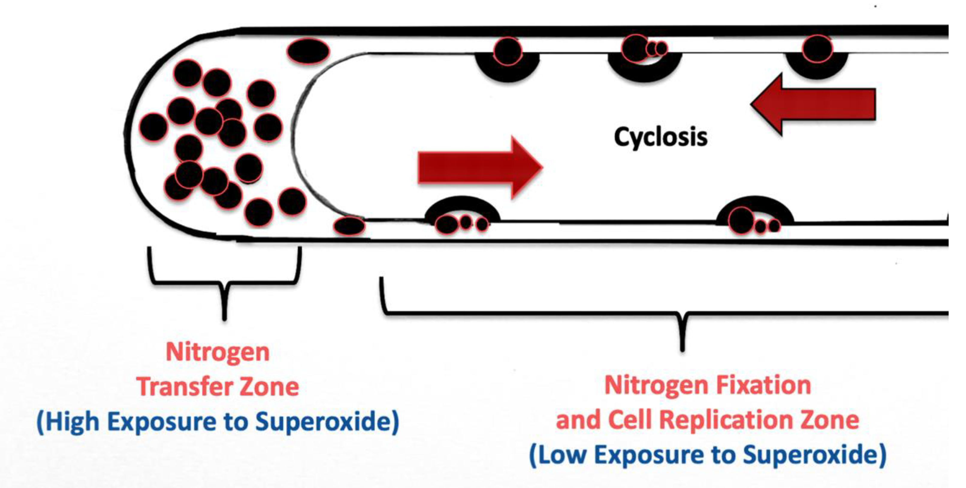 Microorganisms Free Full Text Chemical Interactions At The Interface Of Plant Root Hair Cells And Intracellular Bacteria Html