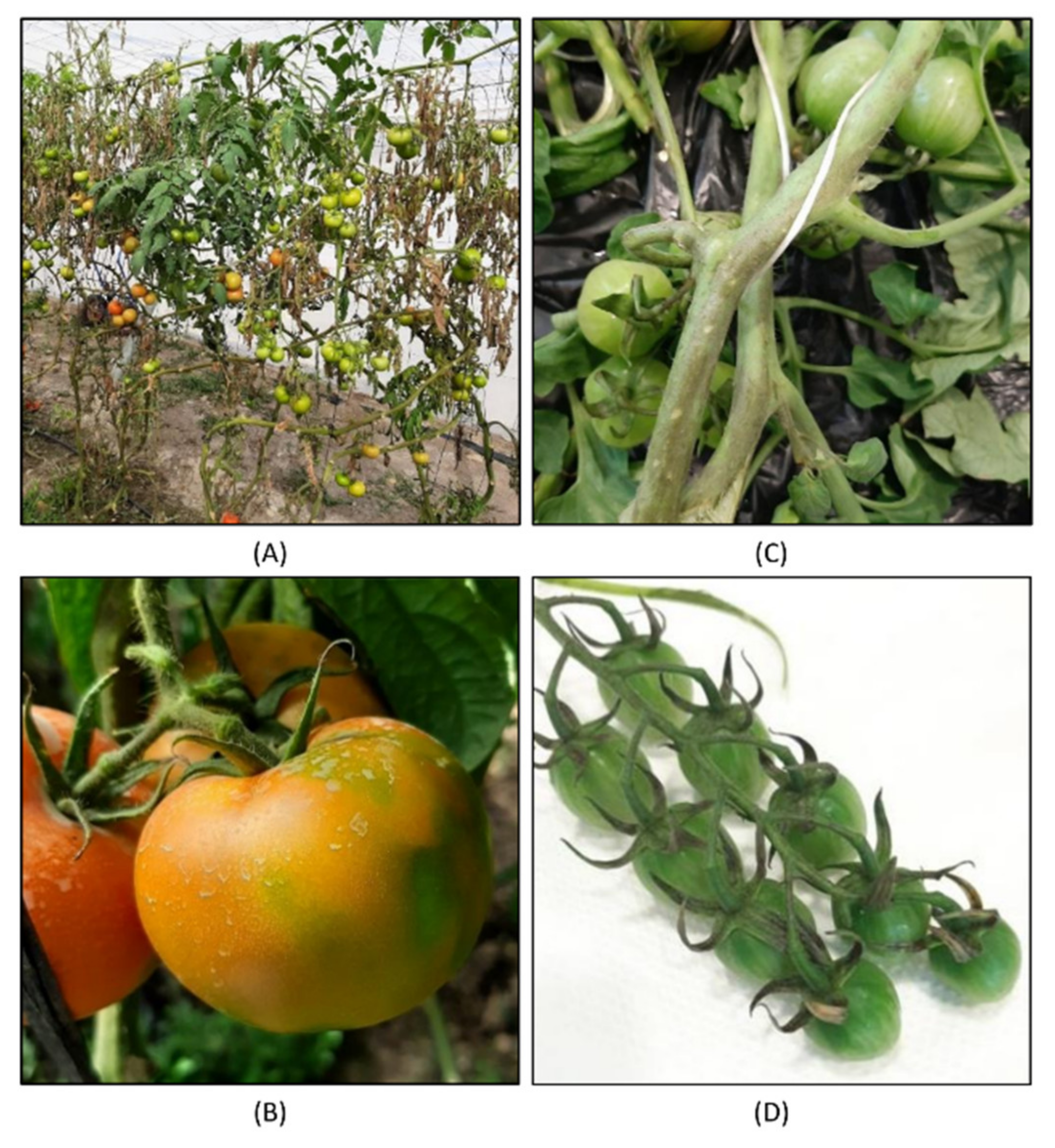 Microorganisms 09 01043 g002 Microorganisms 09 01043 g002