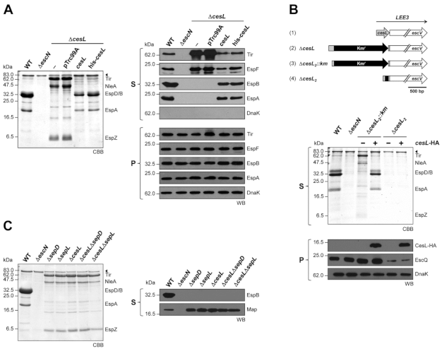 Microorganisms 09 01047 g001 Microorganisms 09 01047 g001