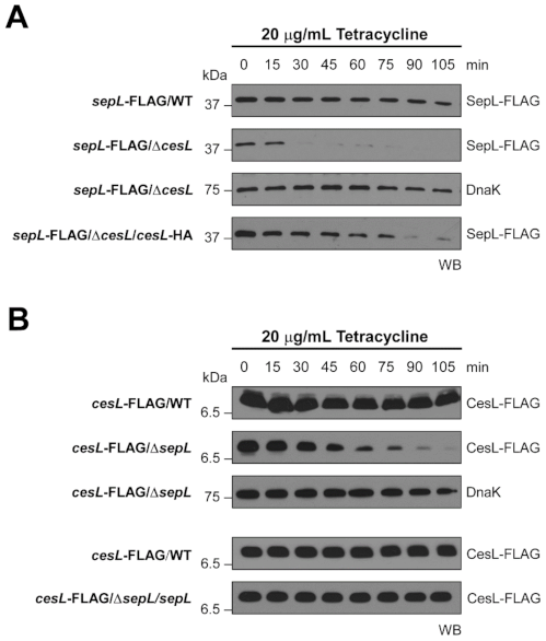 Microorganisms 09 01047 g004 Microorganisms 09 01047 g004