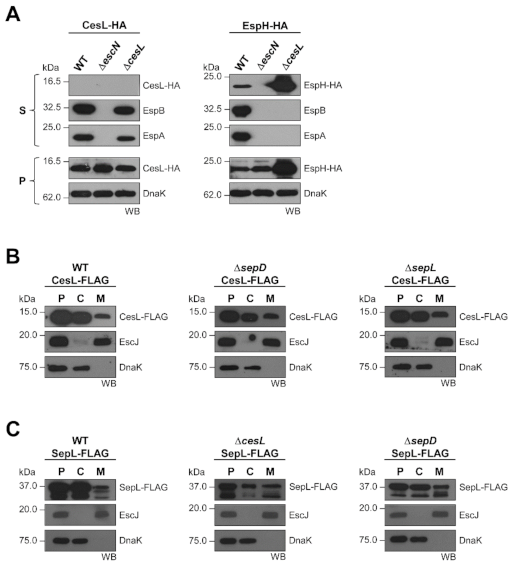 Microorganisms 09 01047 g005 Microorganisms 09 01047 g005