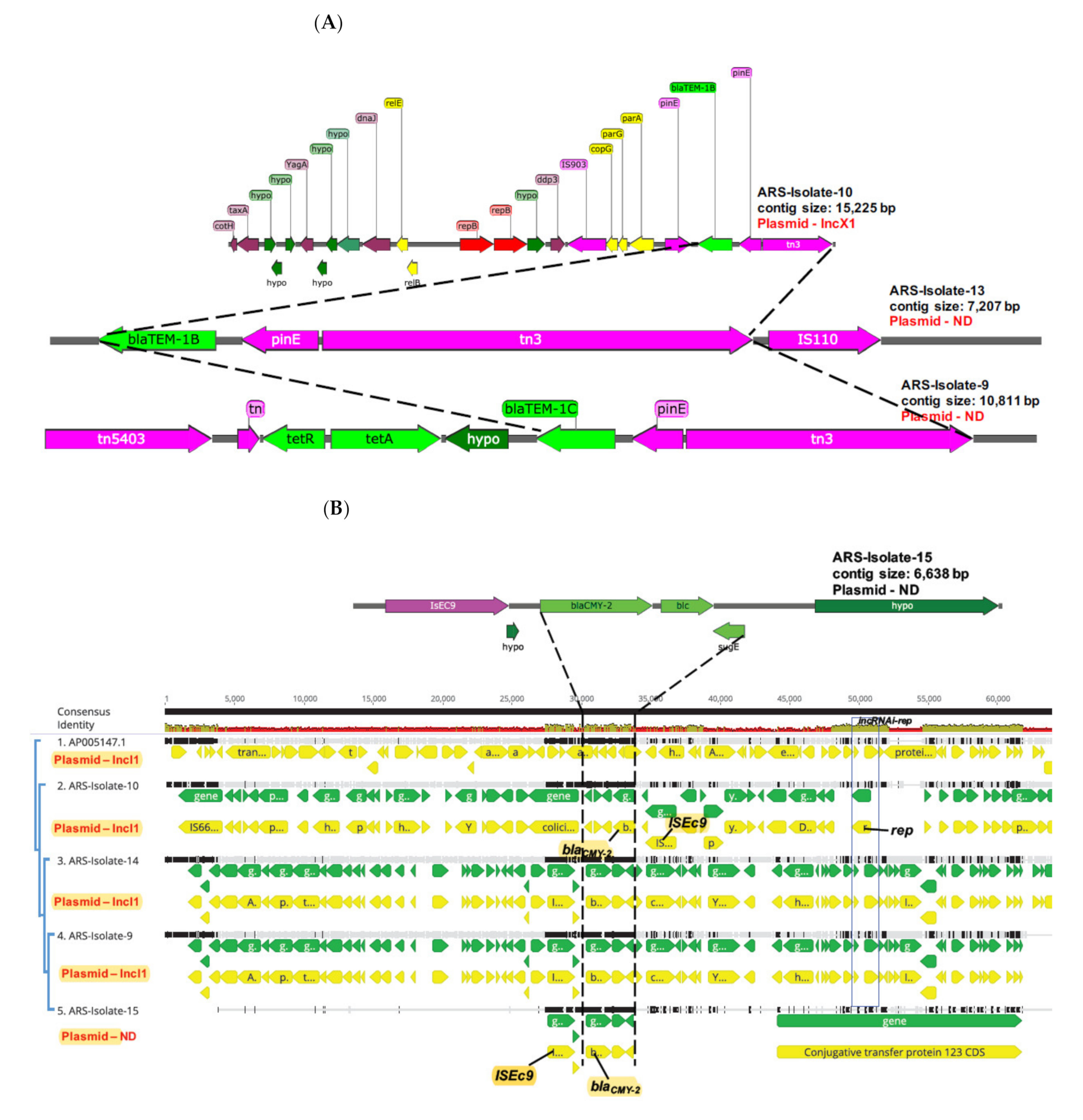 Microorganisms 09 01057 g001a Microorganisms 09 01057 g001a