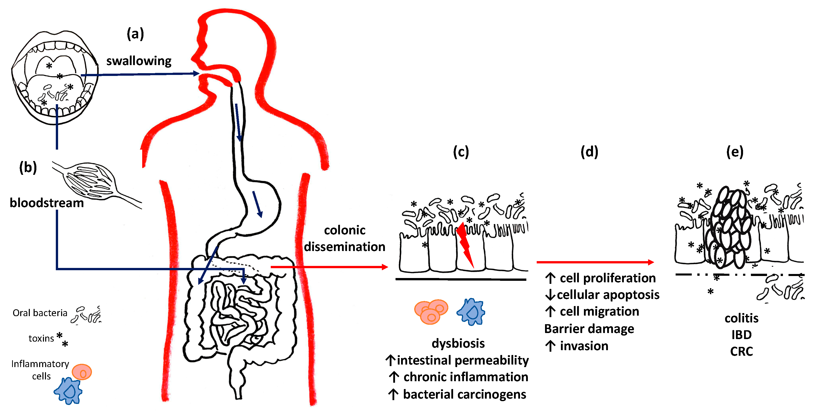 Microorganisms Free Full Text Oral Microbiota And Salivary Levels
