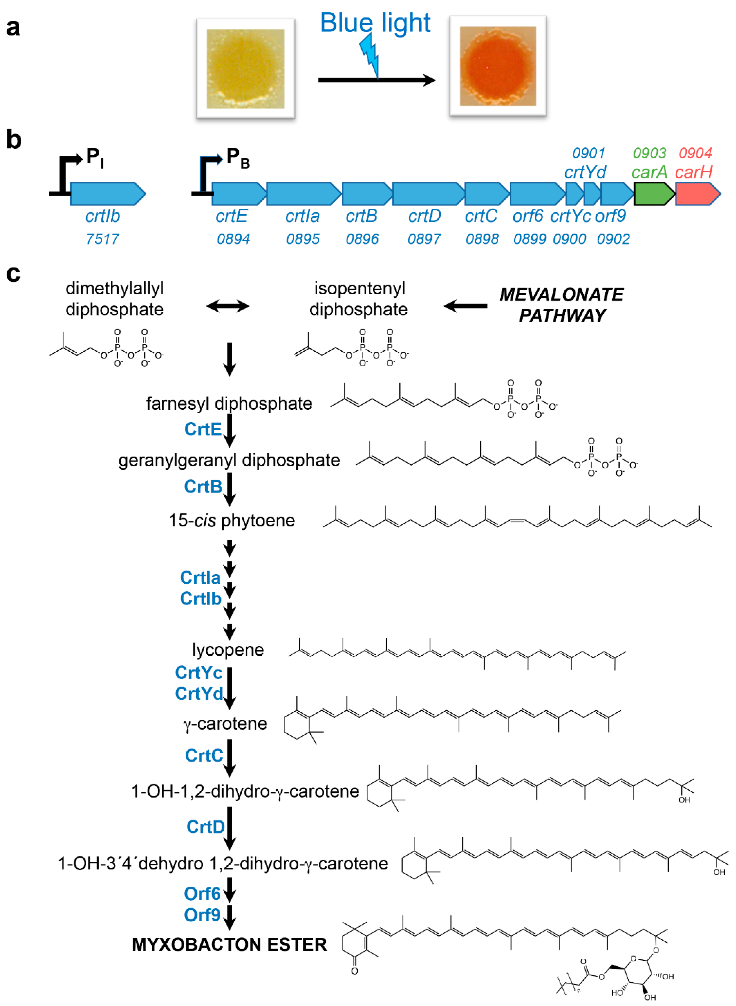 Microorganisms 09 01067 g001 Microorganisms 09 01067 g001