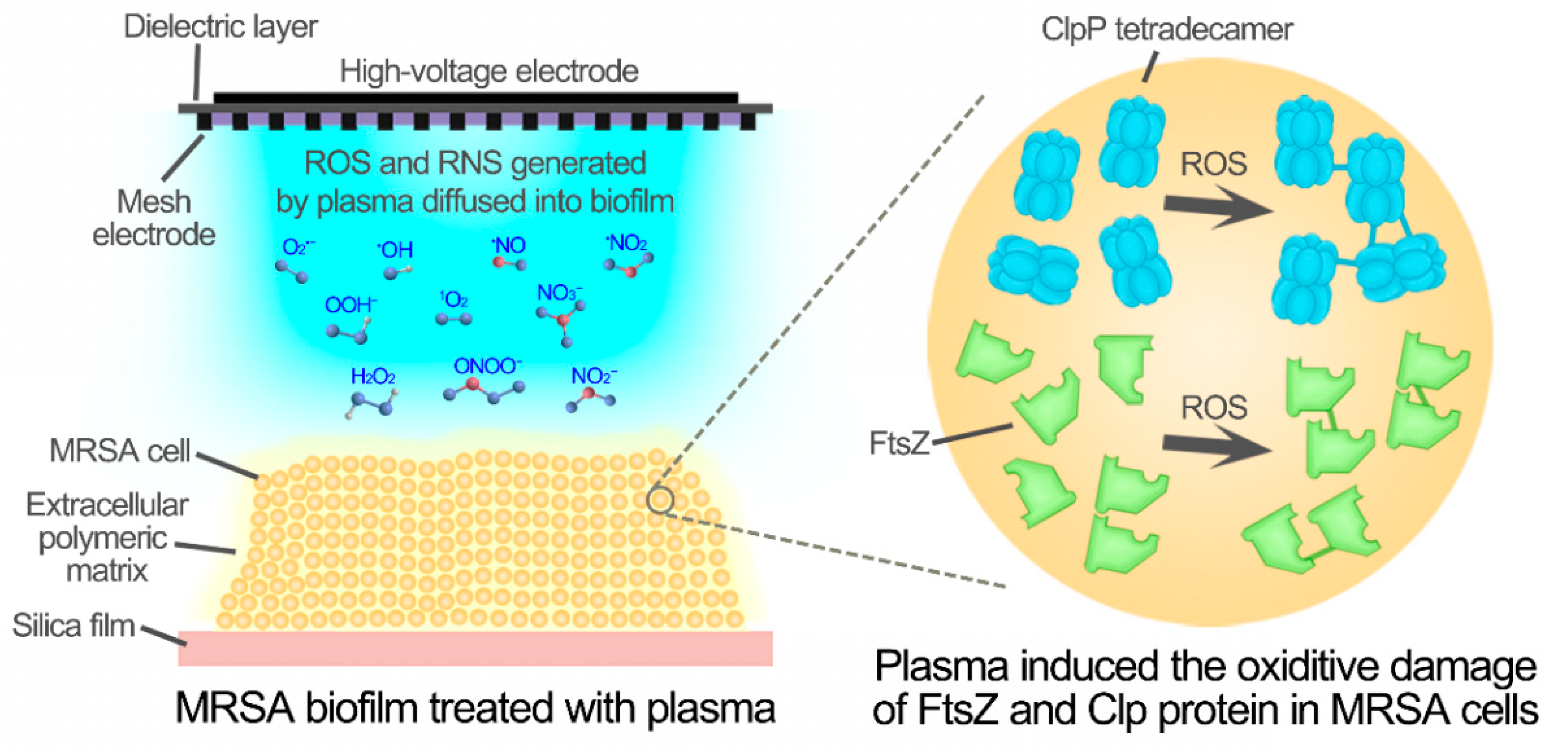 Microorganisms 09 01072 g007