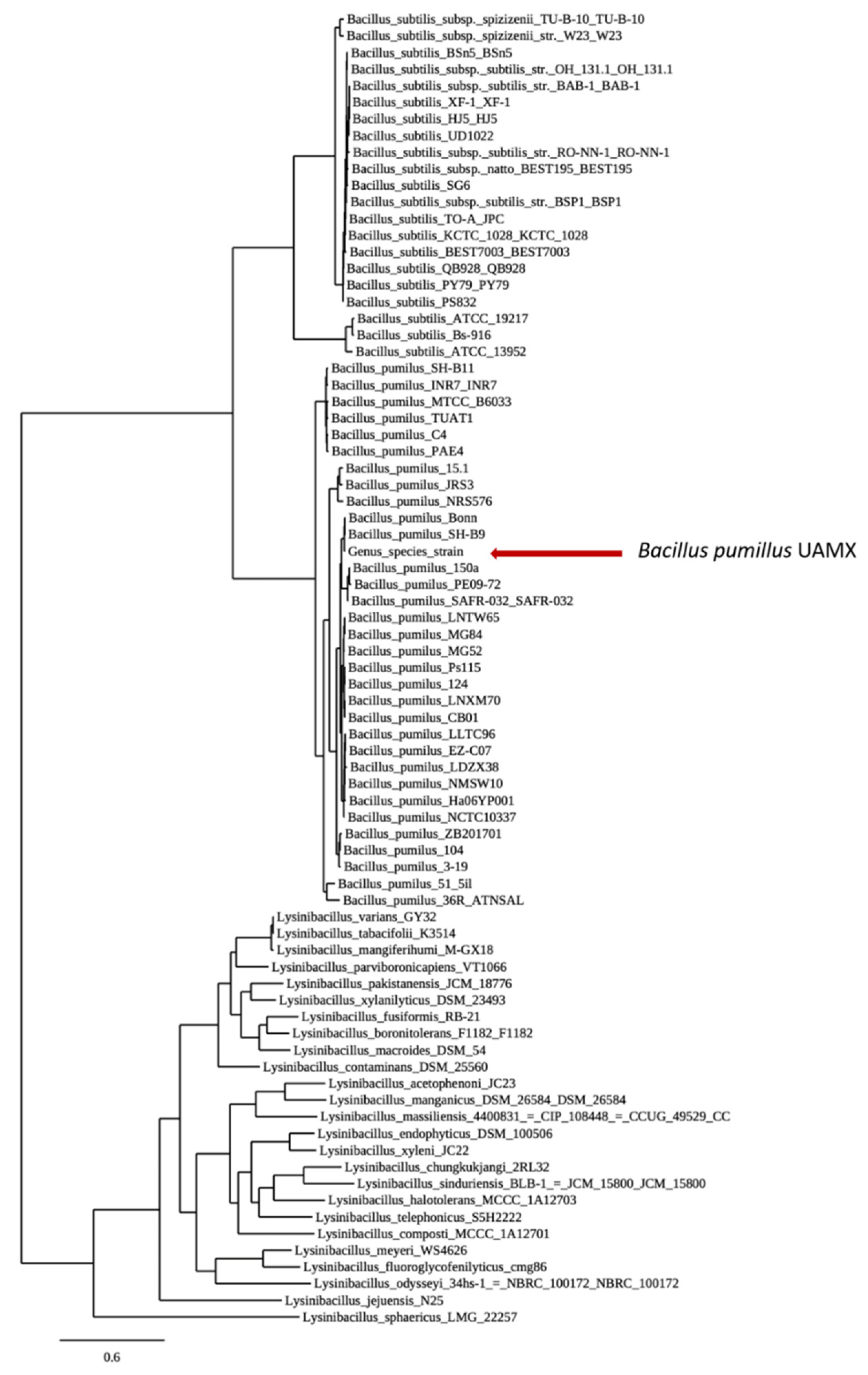 Microorganisms 09 01076 g004 Microorganisms 09 01076 g004