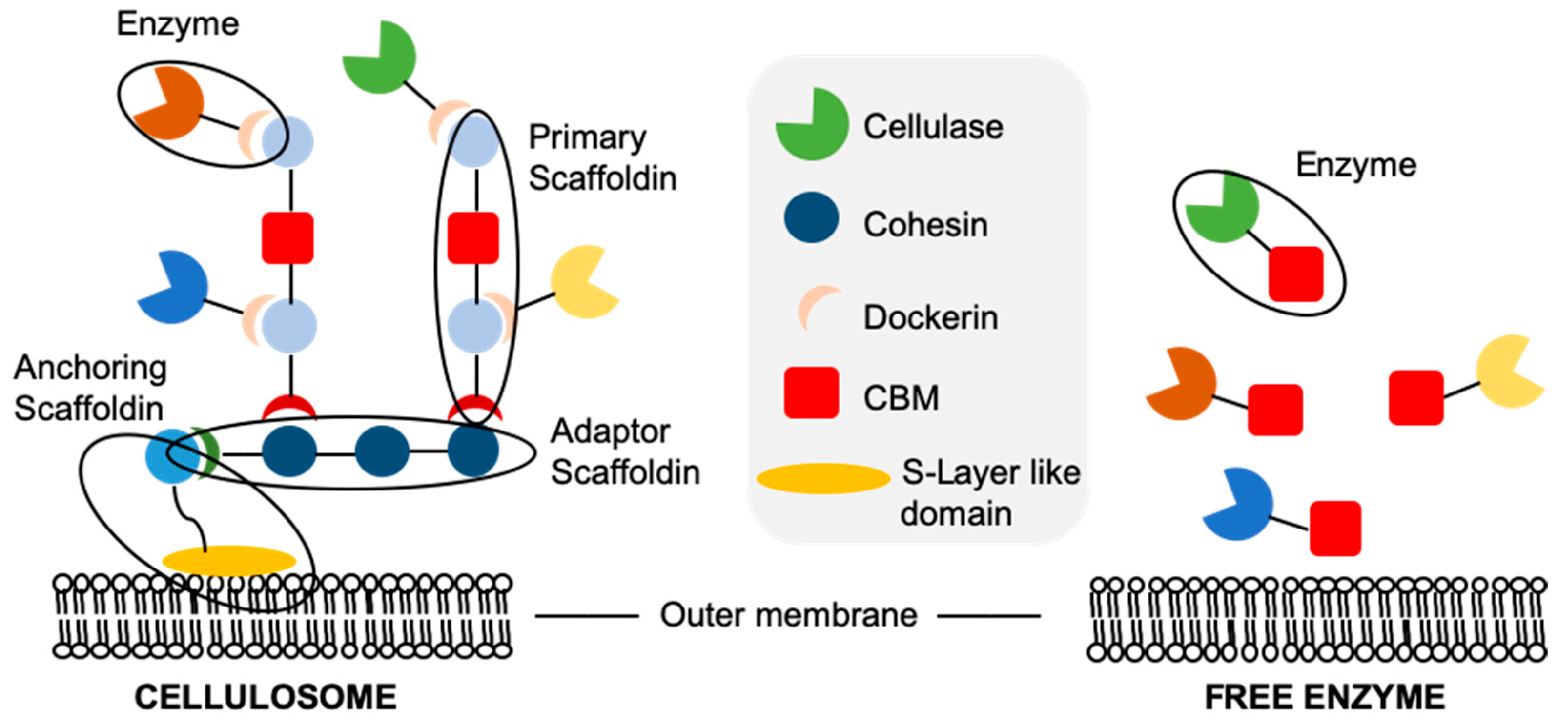 Microorganisms 09 01079 g003 Microorganisms 09 01079 g003
